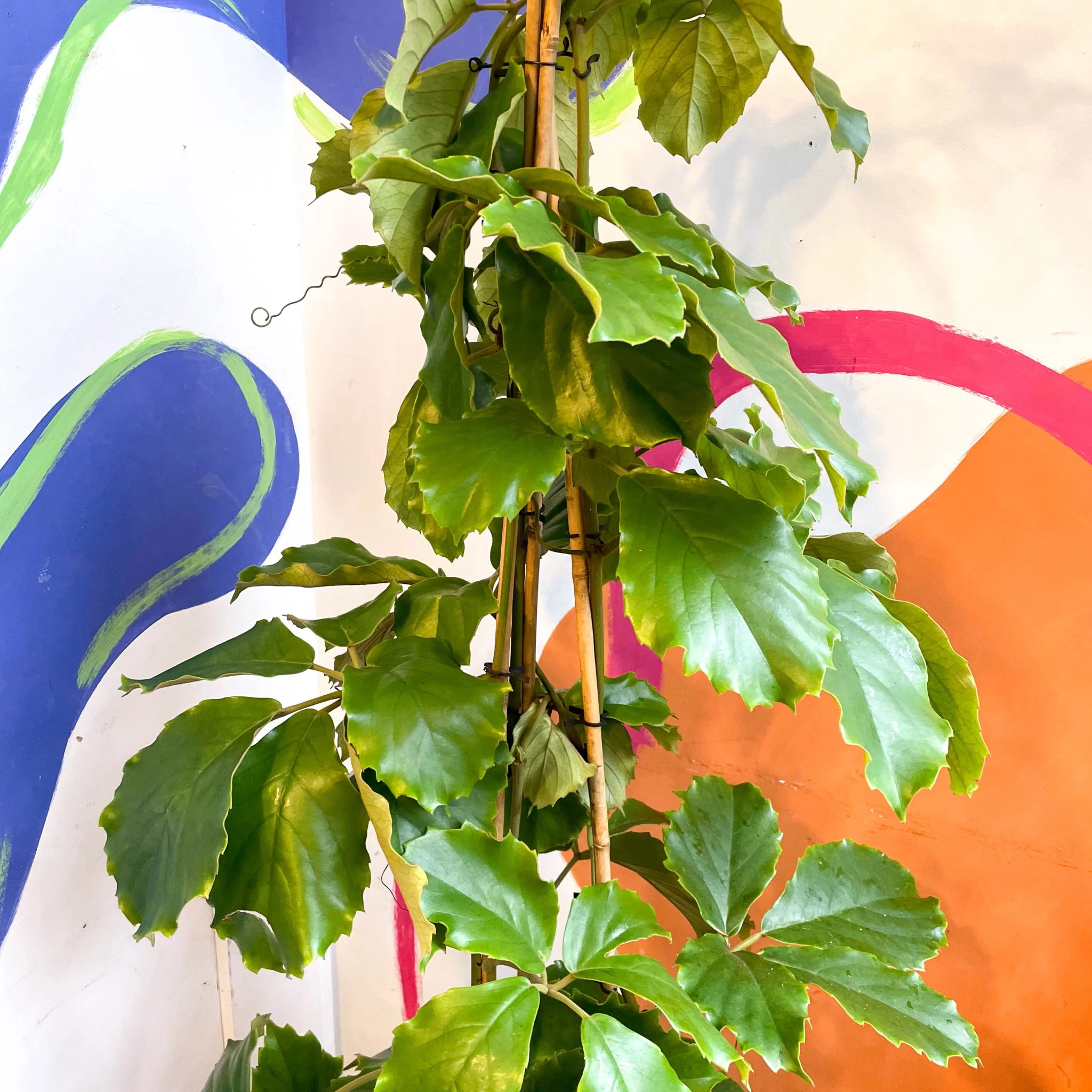 Tetrastigma voinierianum - Chestnut Vine - Image 12