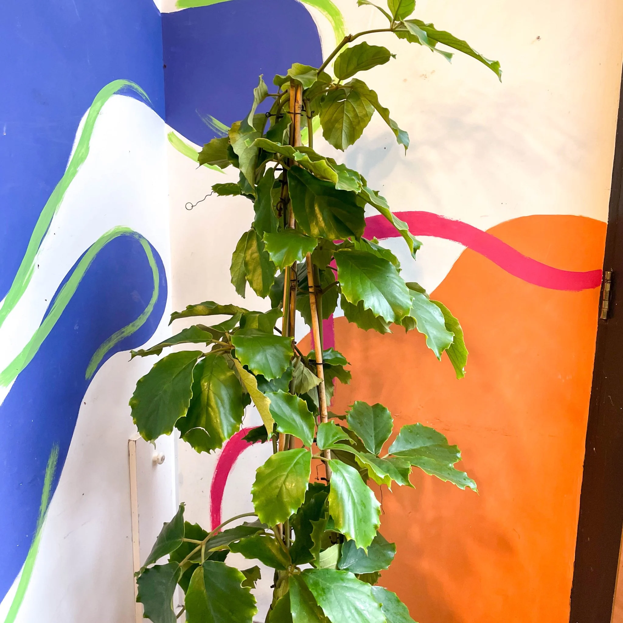Tetrastigma voinierianum - Chestnut Vine - Image 13