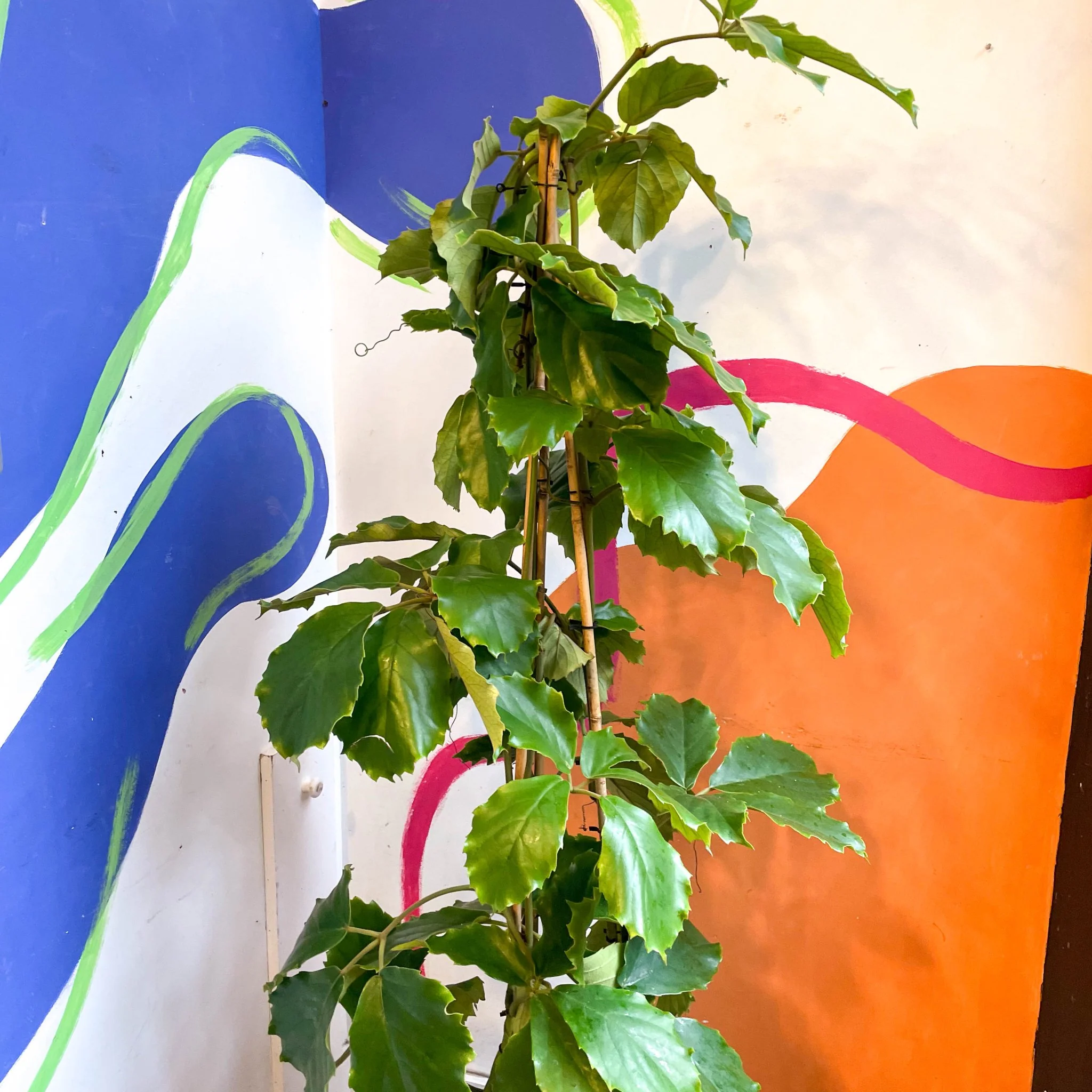 Tetrastigma voinierianum - Chestnut Vine - Image 14