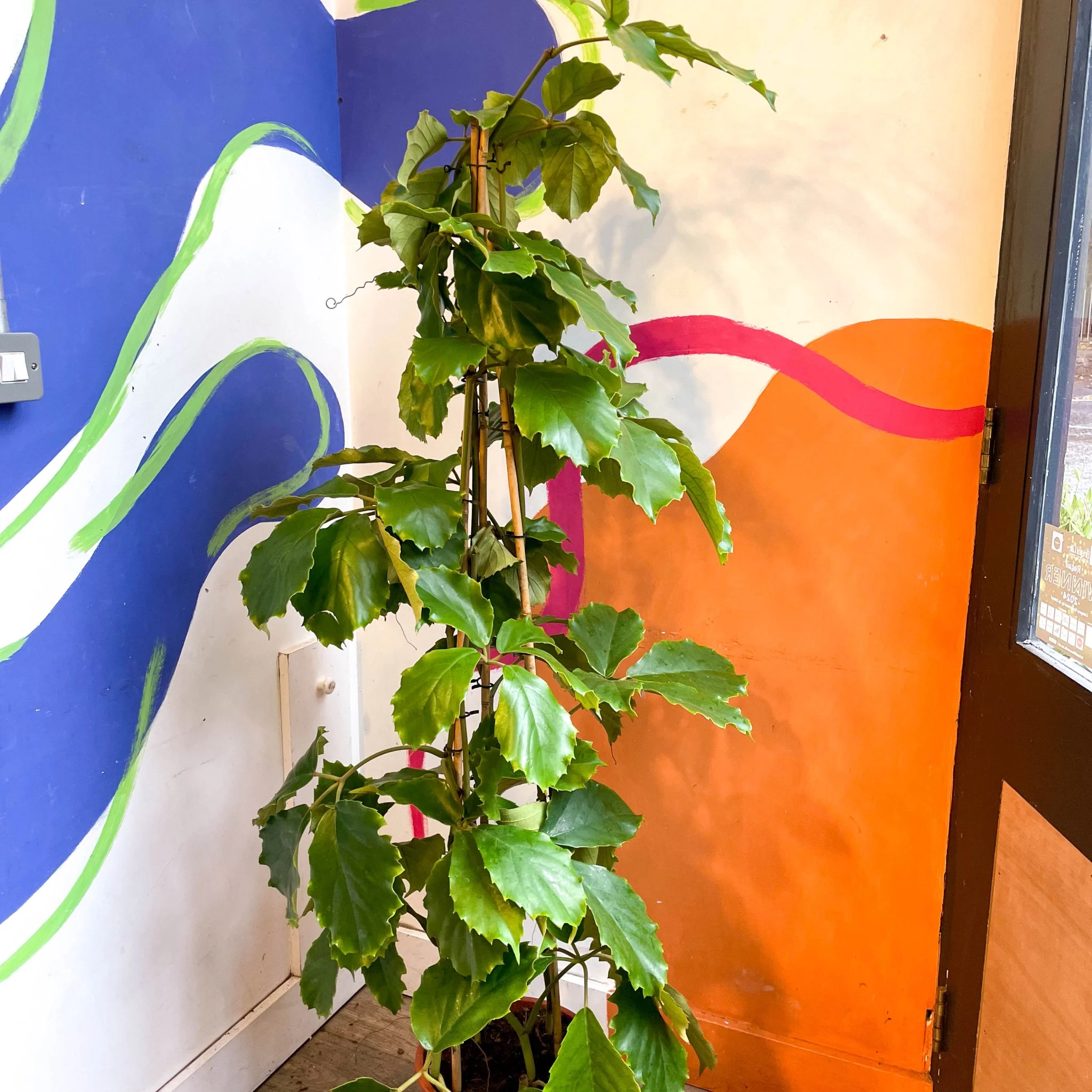 Tetrastigma voinierianum - Chestnut Vine - Image 15