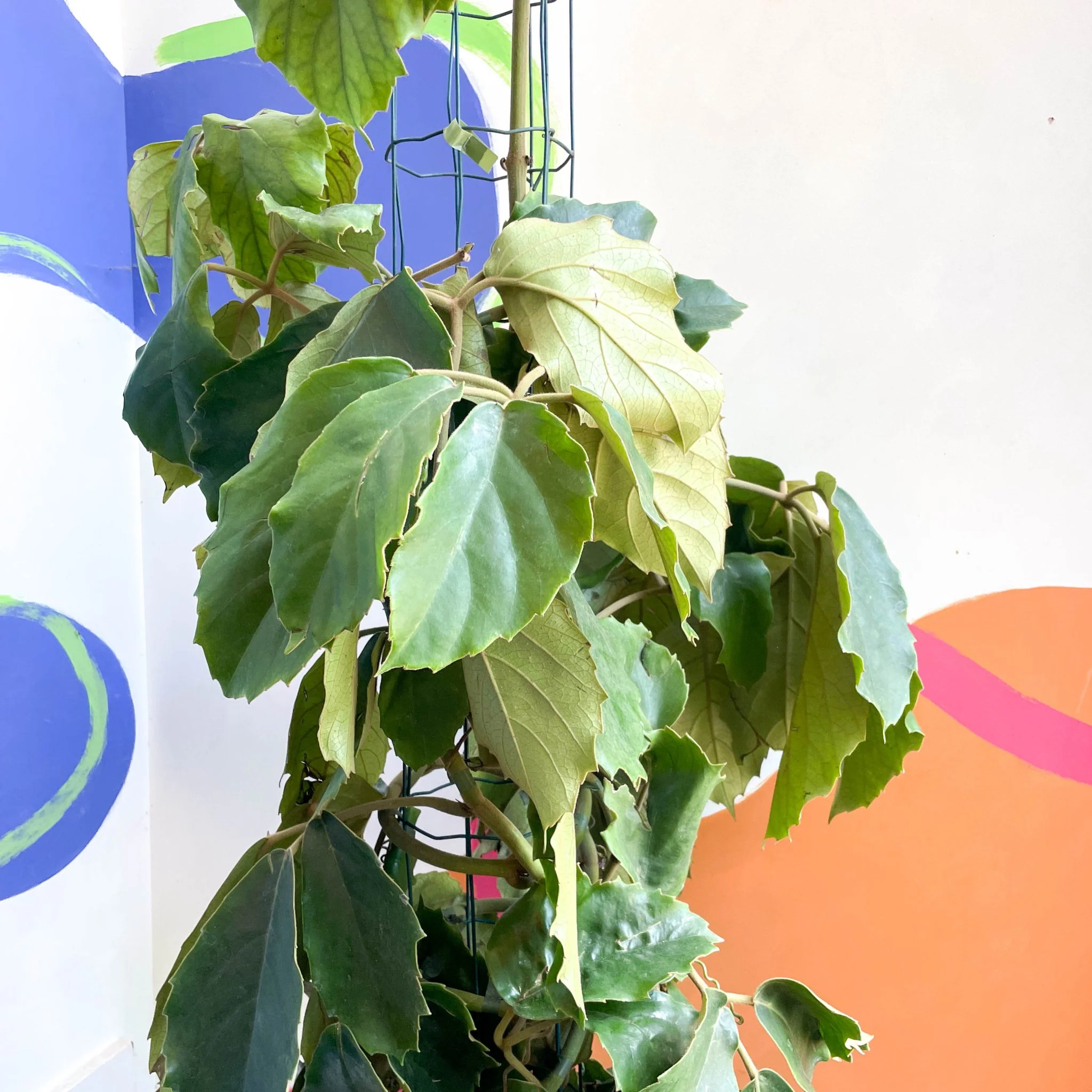 Tetrastigma voinierianum - Chestnut Vine - Image 2