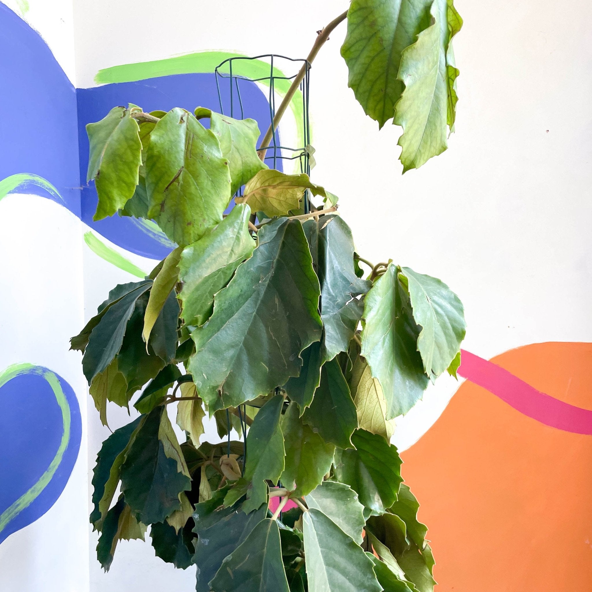 Tetrastigma voinierianum - Chestnut Vine - Image 4