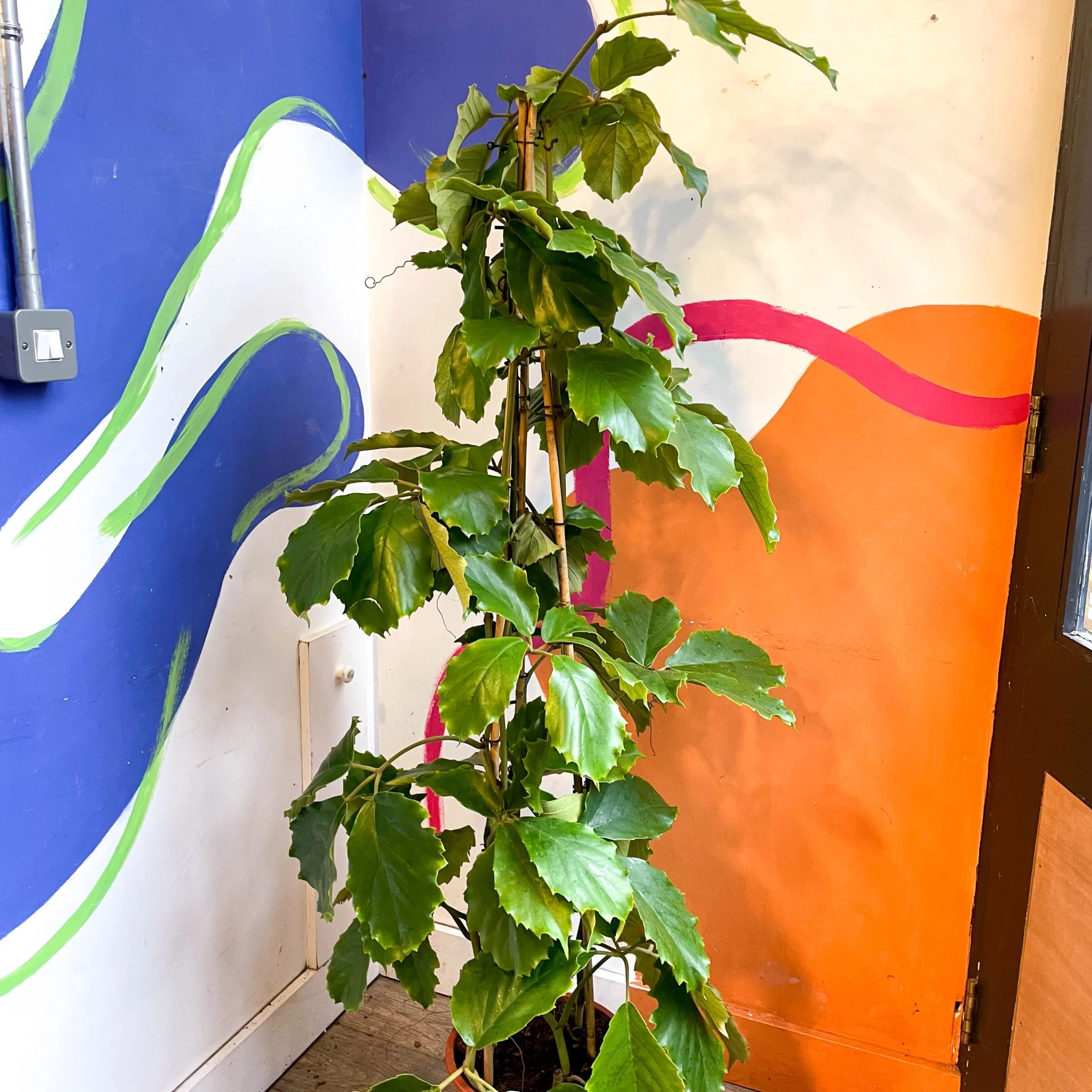 Tetrastigma voinierianum - Chestnut Vine - Image 6