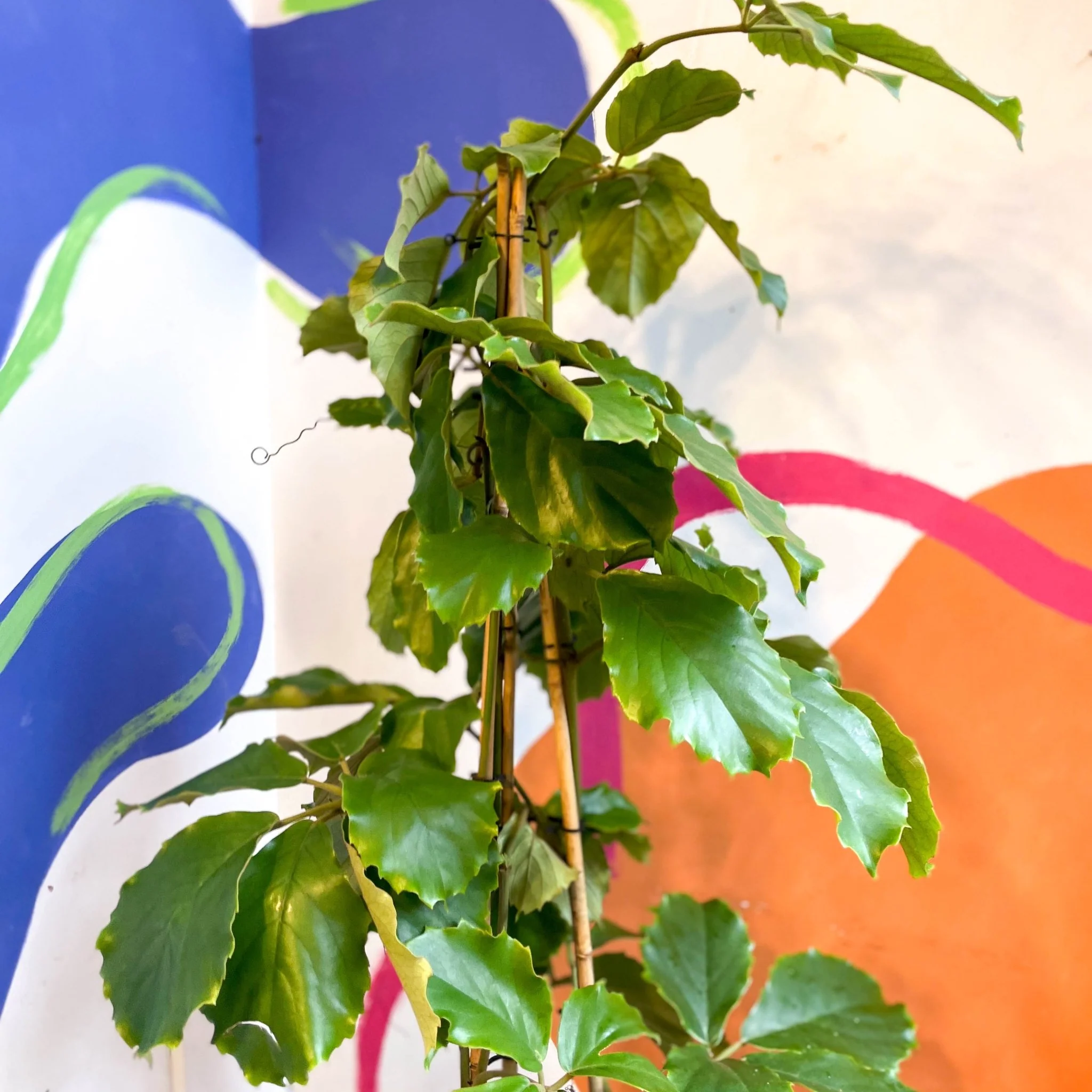 Tetrastigma voinierianum - Chestnut Vine - Image 7