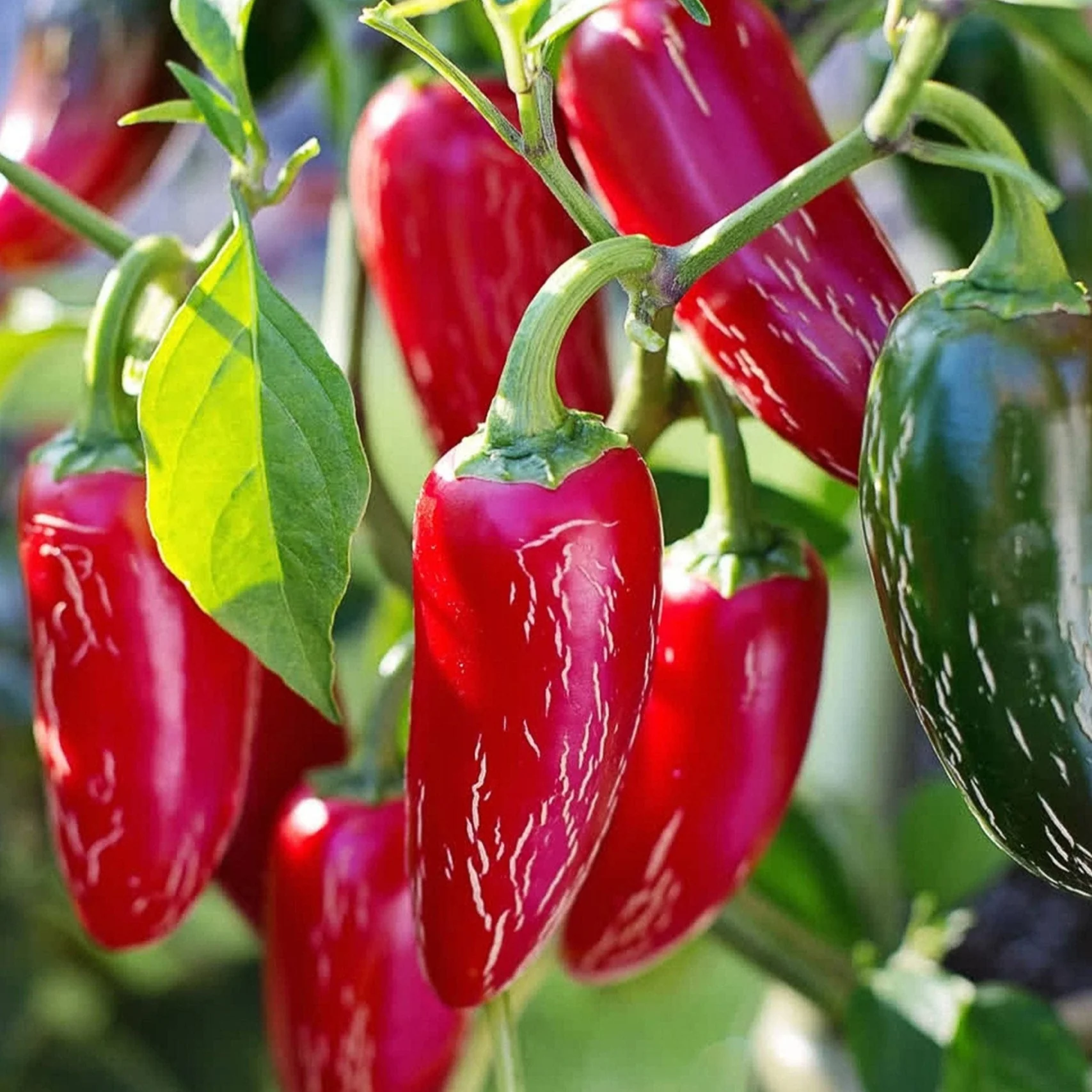 Chilli Pepper (Capsicum annuum) ‘Jalapeño’ Seeds