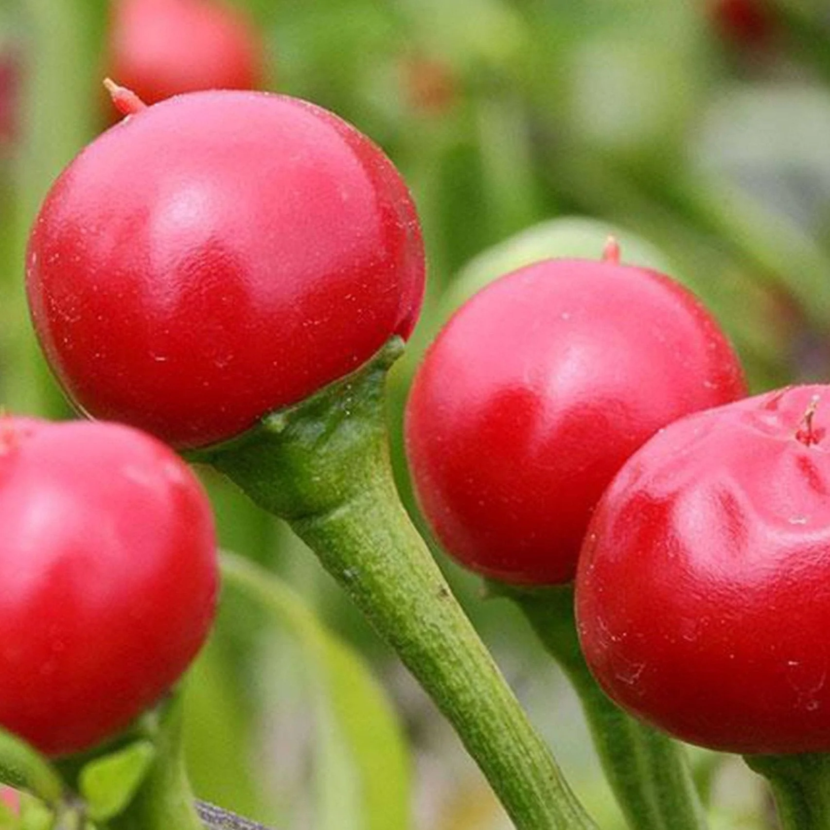 Chilli Pepper (Capsicum annuum) ‘Little Bomb’ Seeds