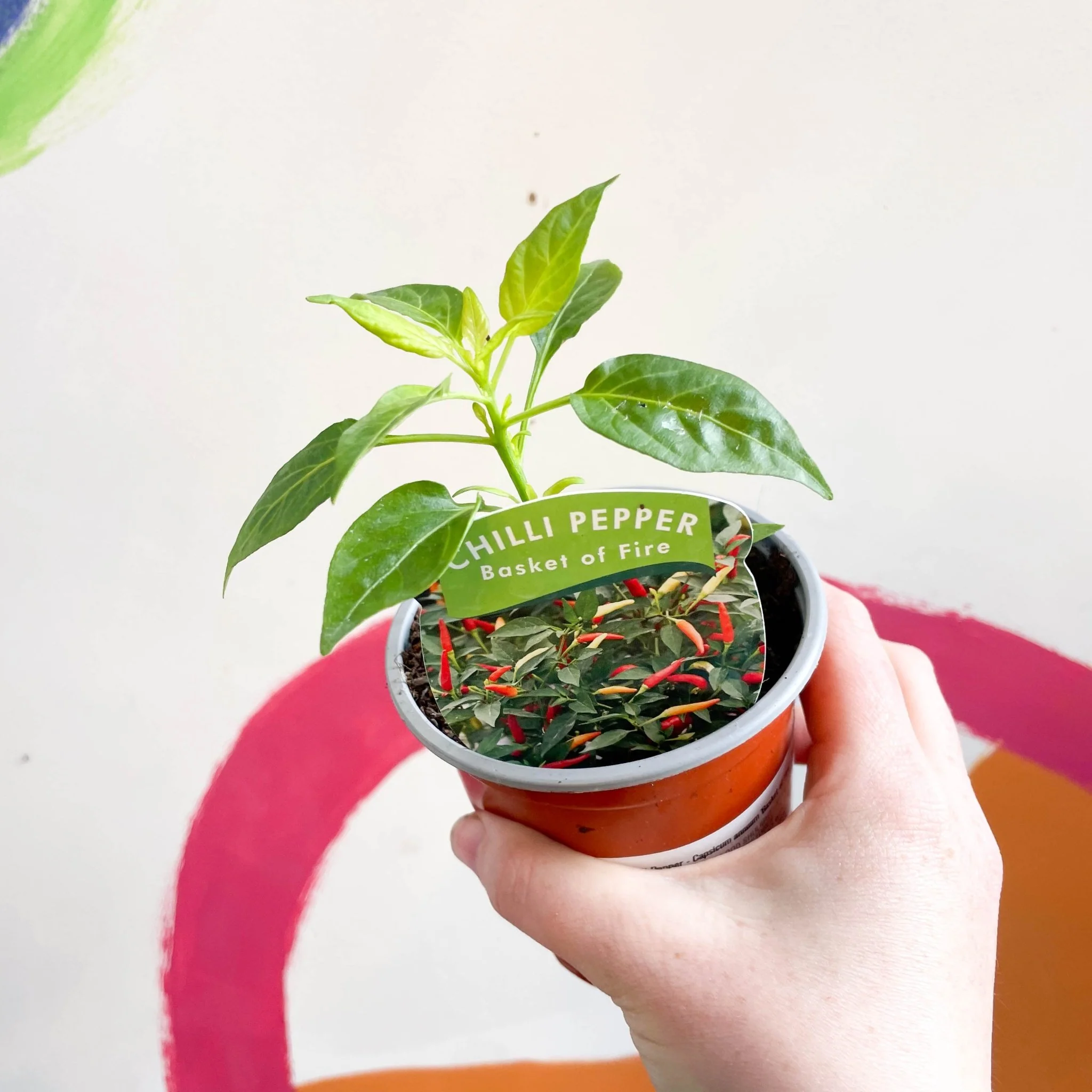 Chilli Pepper - Capsicum annuum 'Basket of Fire' - British Grown - Image 3