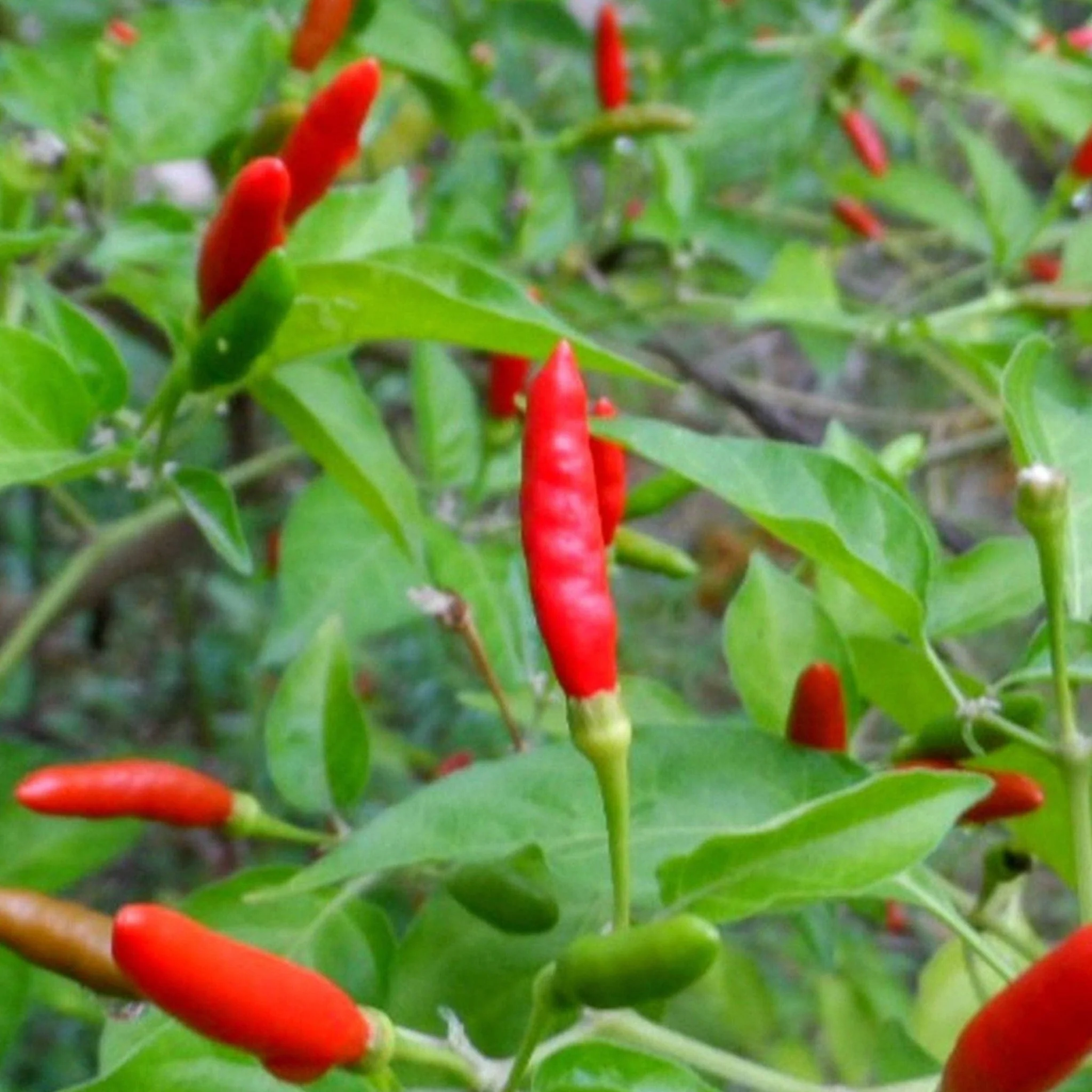 Chilli 'Thai Hot' Seeds