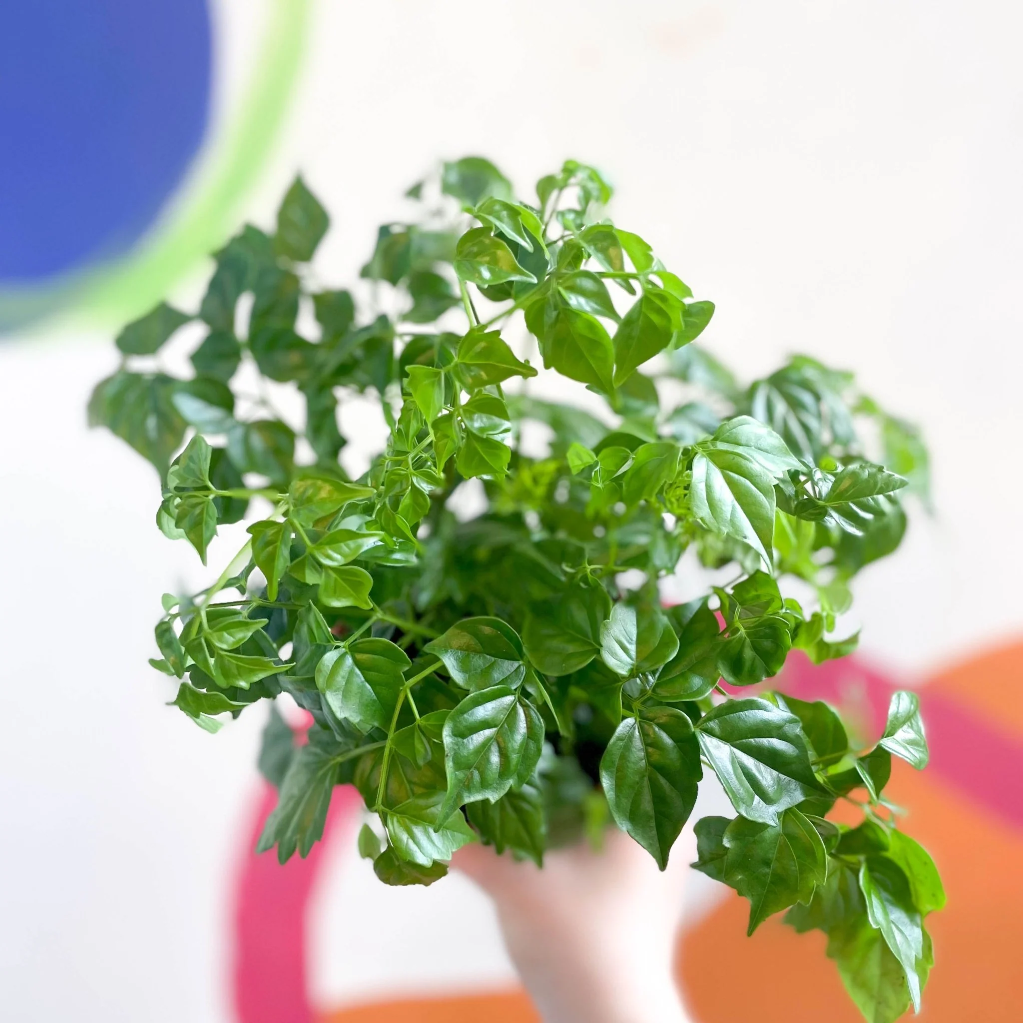 Radermachera sinica - China Doll Plant - Image 3