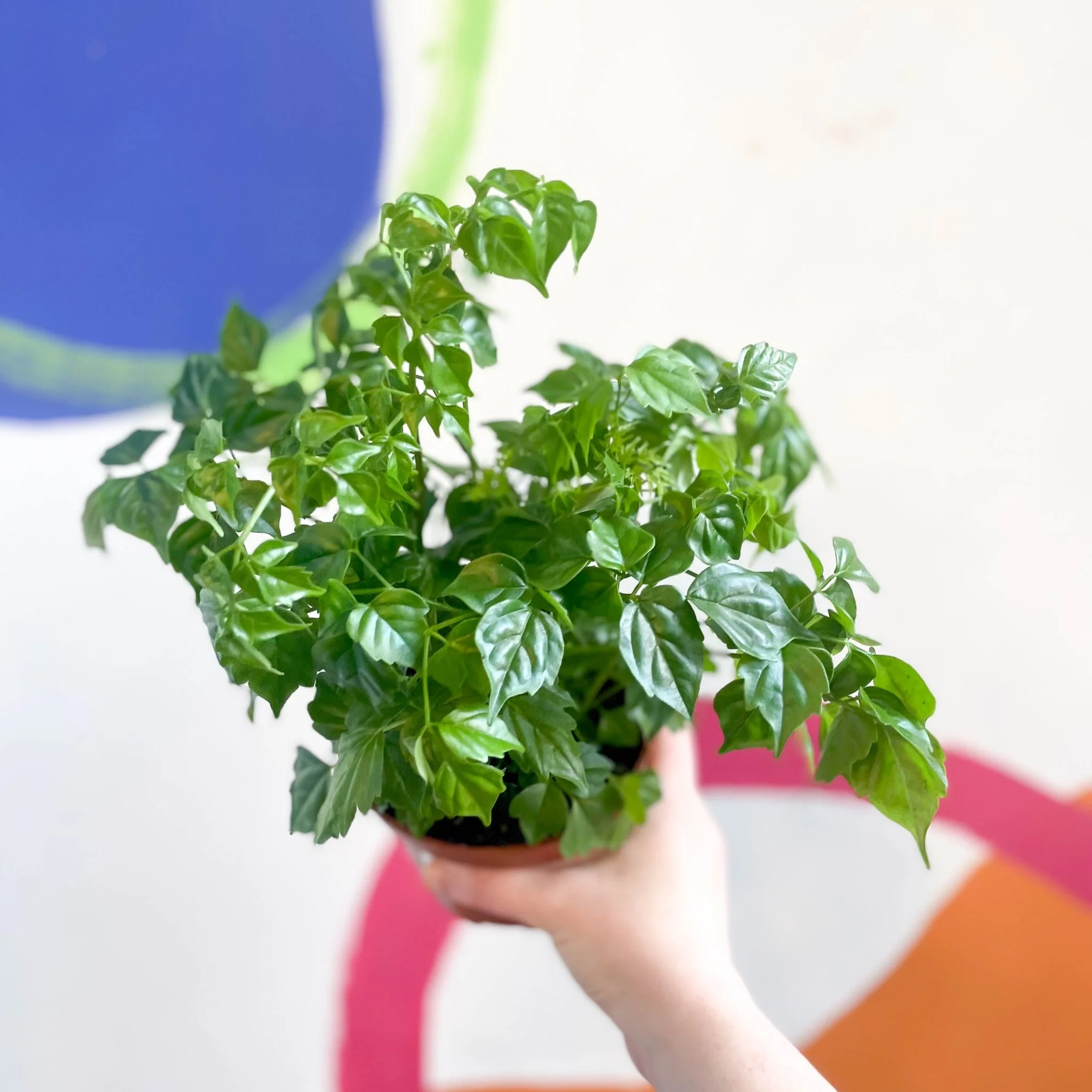 Radermachera sinica - China Doll Plant - Image 4