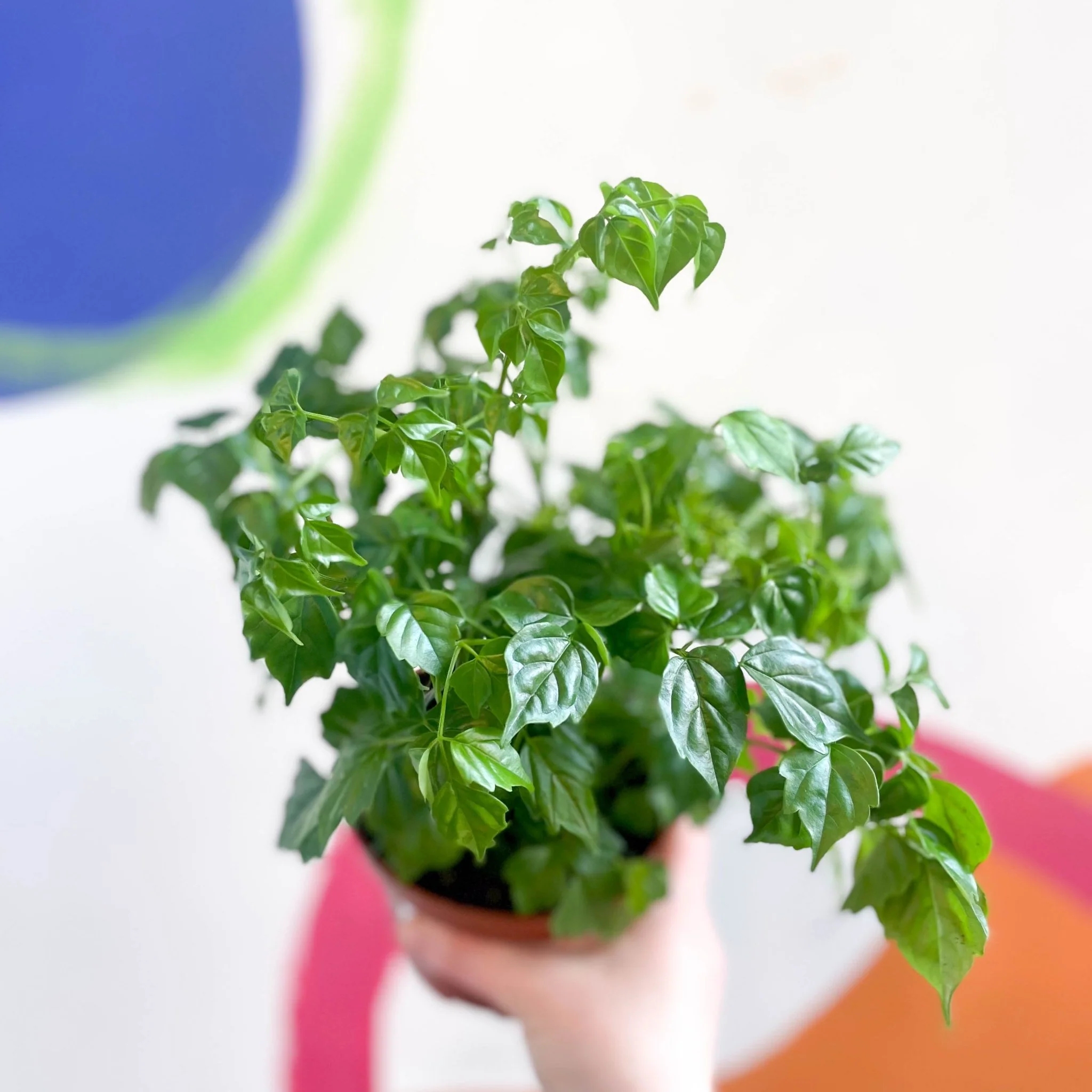 Radermachera sinica - China Doll Plant - Image 5