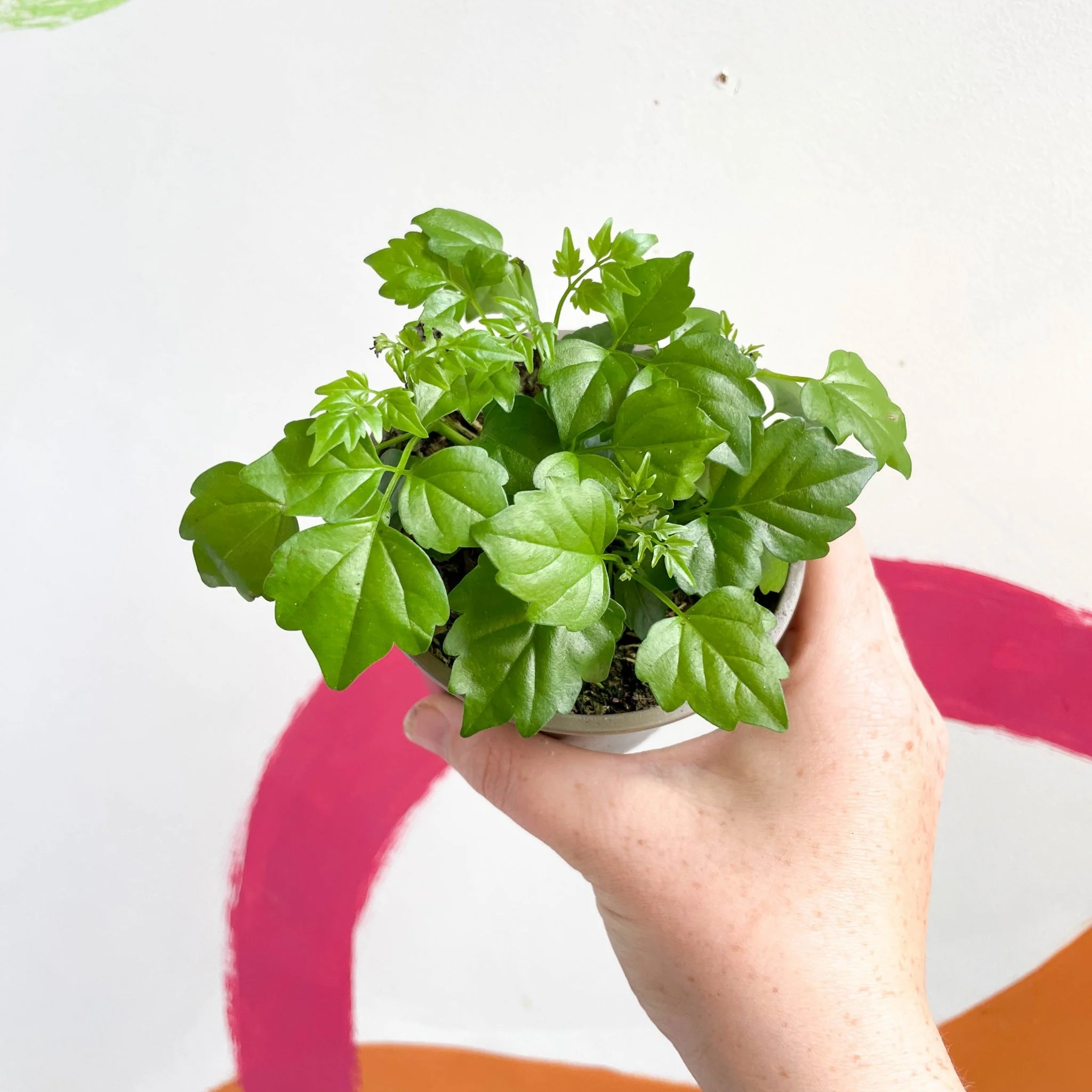 Radermachera sinica - China Doll Plant - British Grown - Image 5
