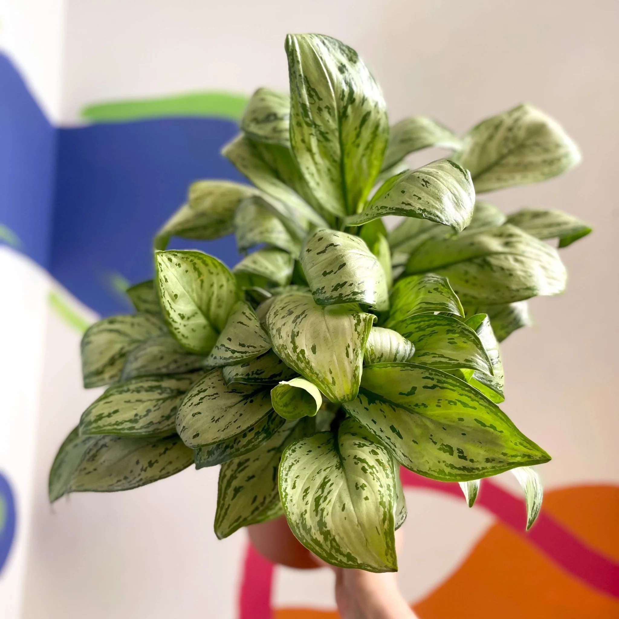 Aglaonema 'Christina' - Chinese Evergreen - British Grown