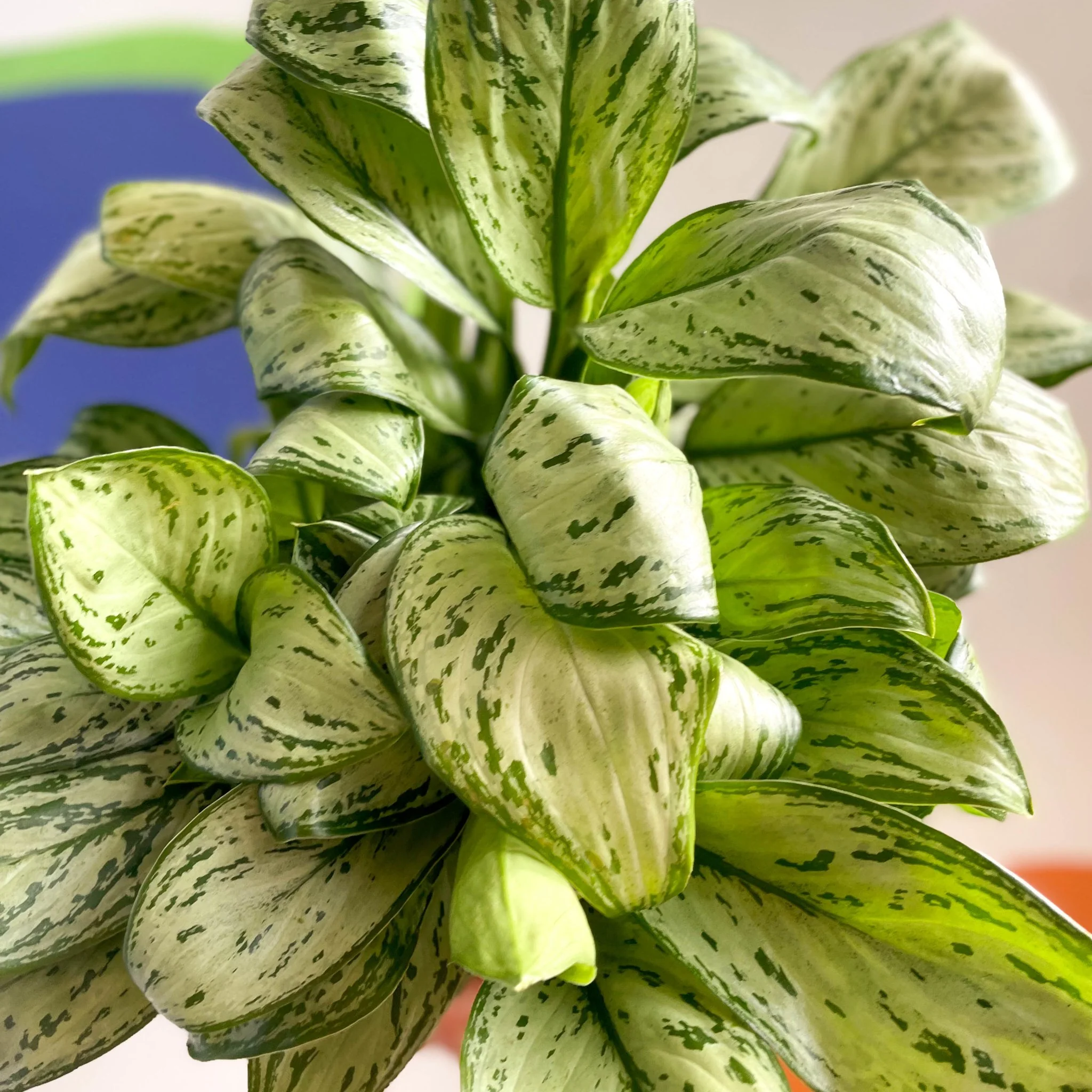 Aglaonema 'Christina' - Chinese Evergreen - British Grown - Image 2