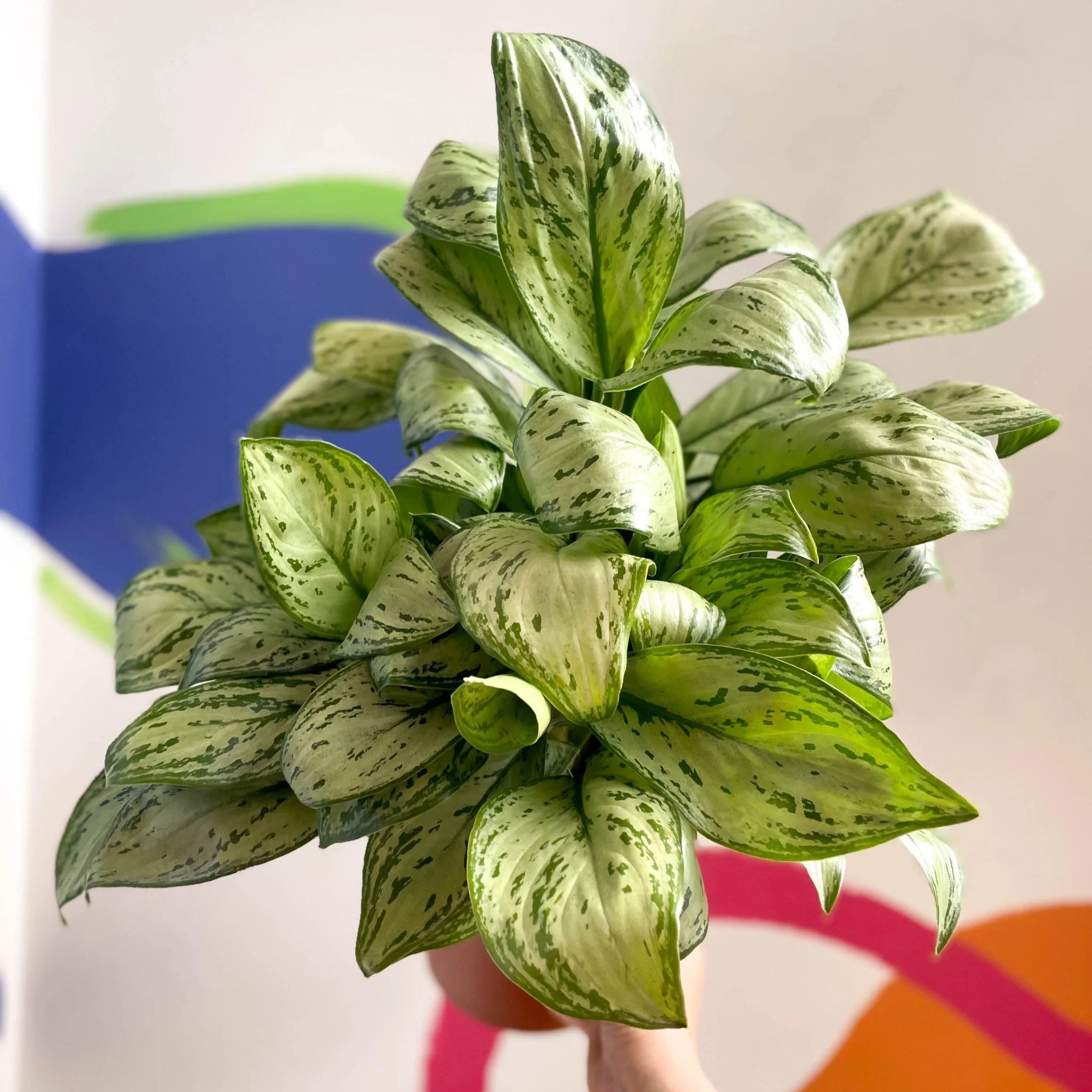 Aglaonema 'Christina' - Chinese Evergreen - British Grown - Image 3
