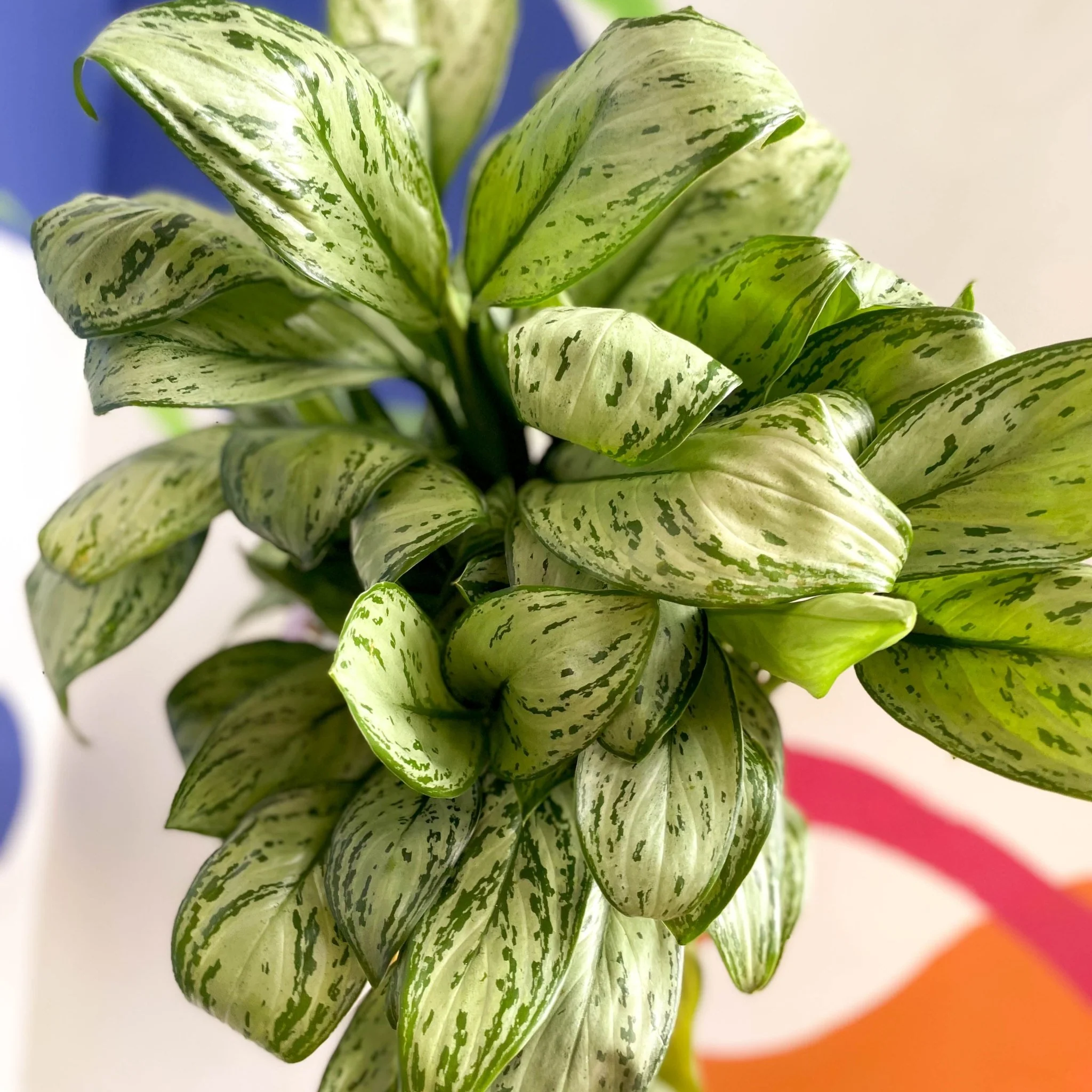 Aglaonema 'Christina' - Chinese Evergreen - British Grown - Image 4