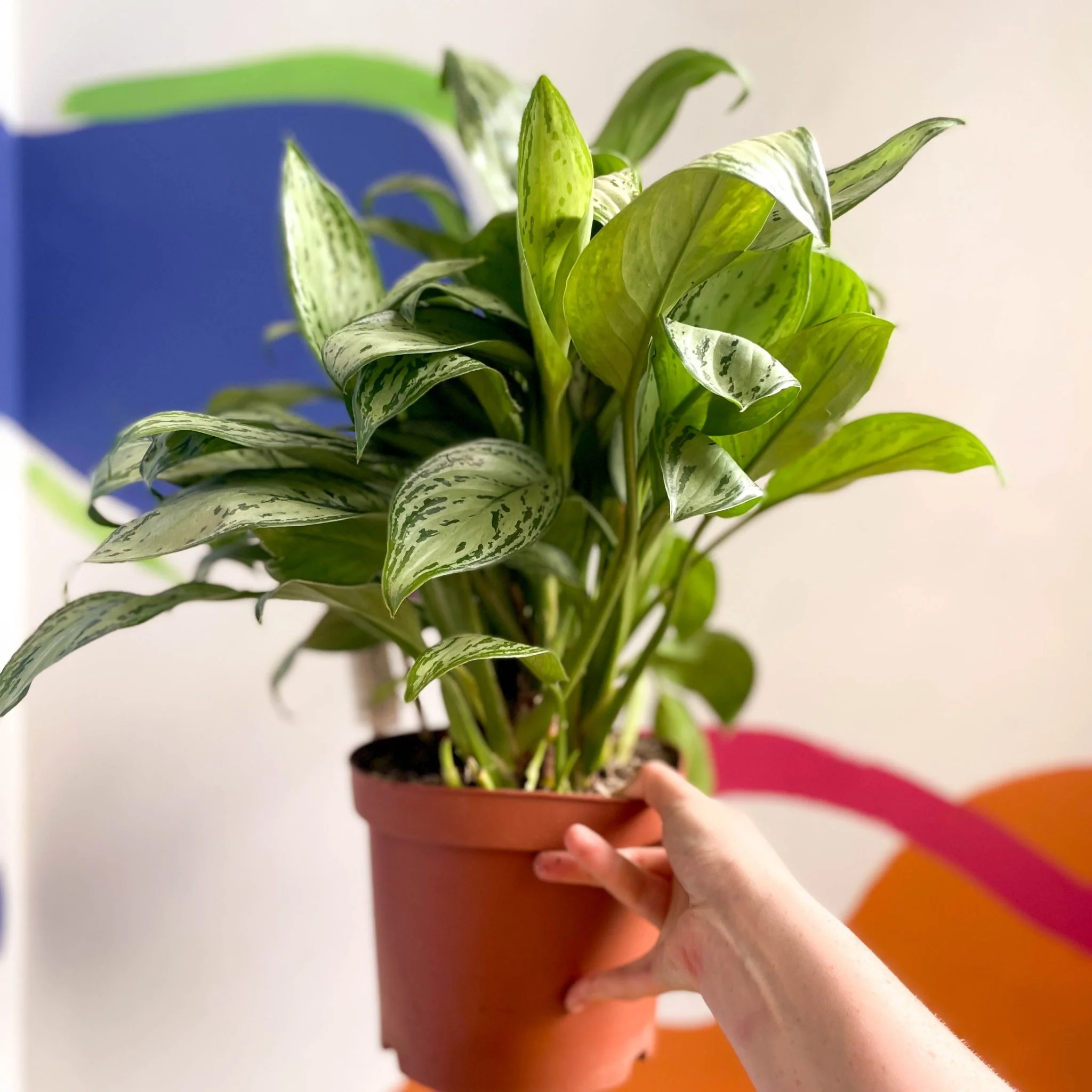 Aglaonema 'Christina' - Chinese Evergreen - British Grown - Image 5