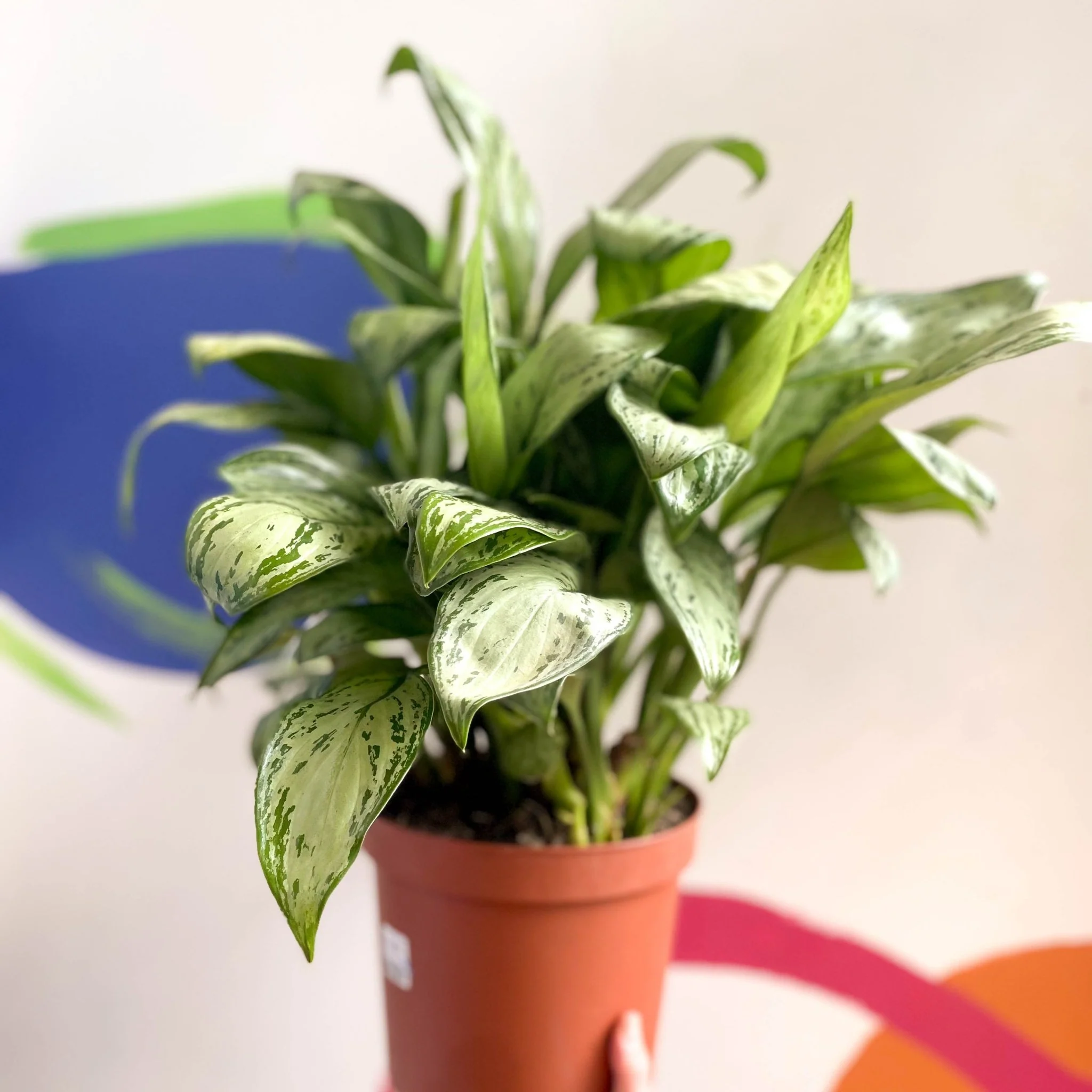 Aglaonema 'Christina' - Chinese Evergreen - British Grown - Image 6