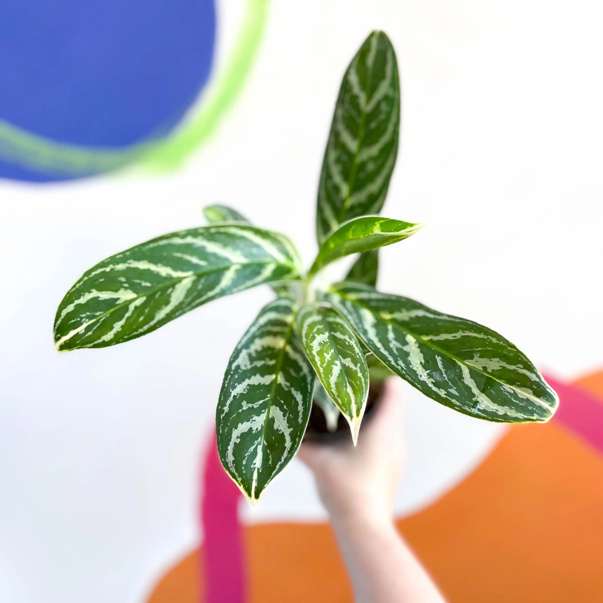 Aglaonema 'Ivy Green' - Chinese Evergreen