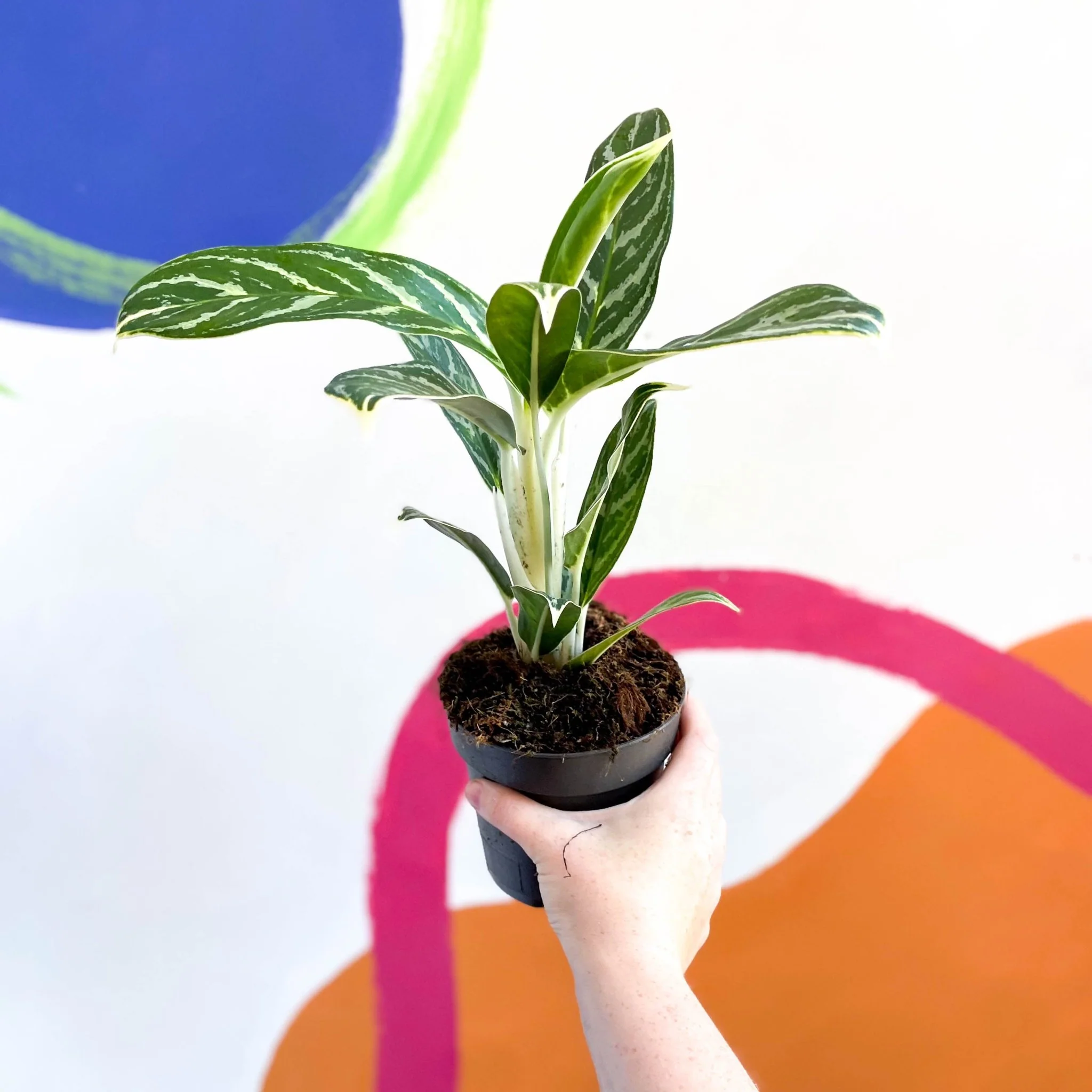 Aglaonema 'Ivy Green' - Chinese Evergreen - Image 2