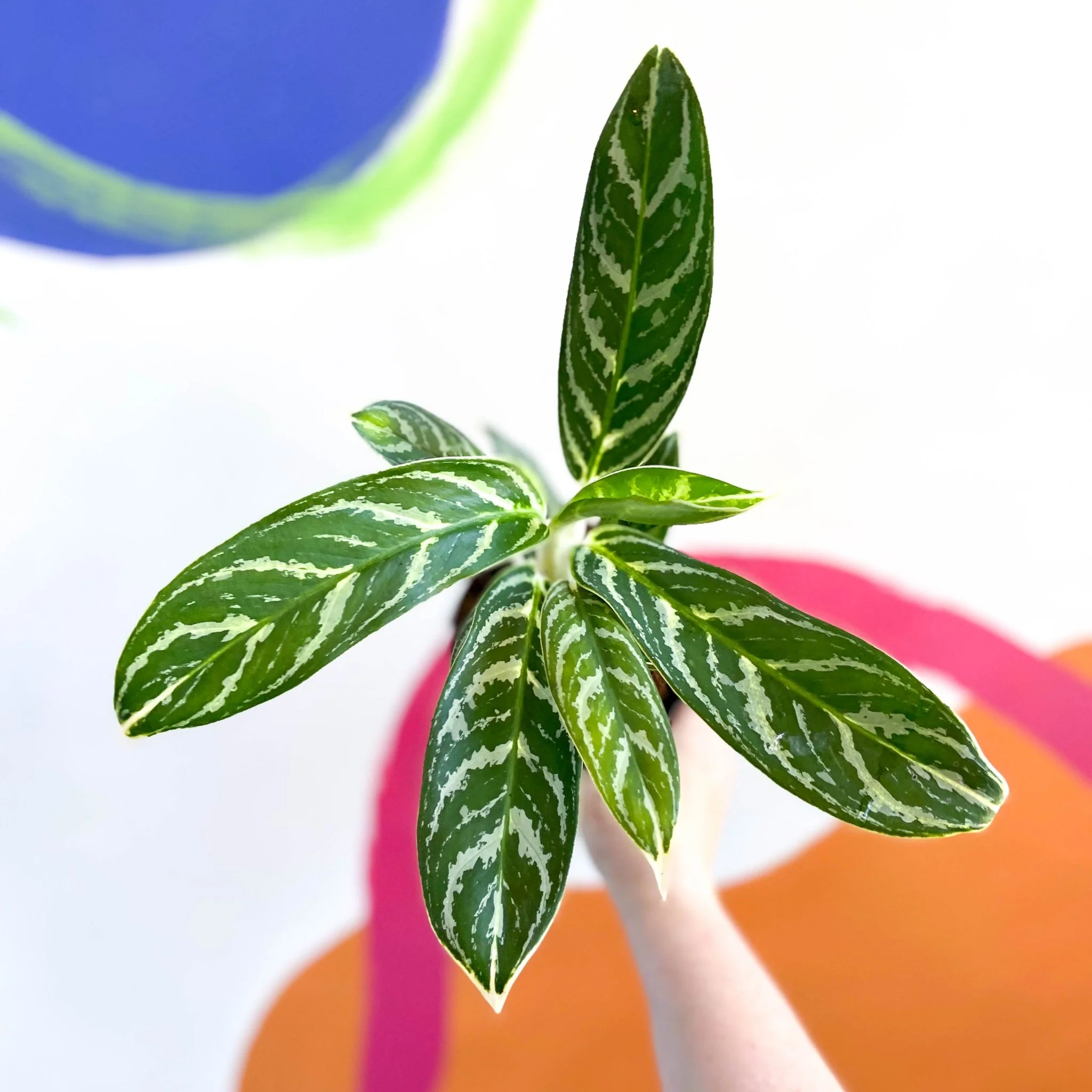 Aglaonema 'Ivy Green' - Chinese Evergreen - Image 3