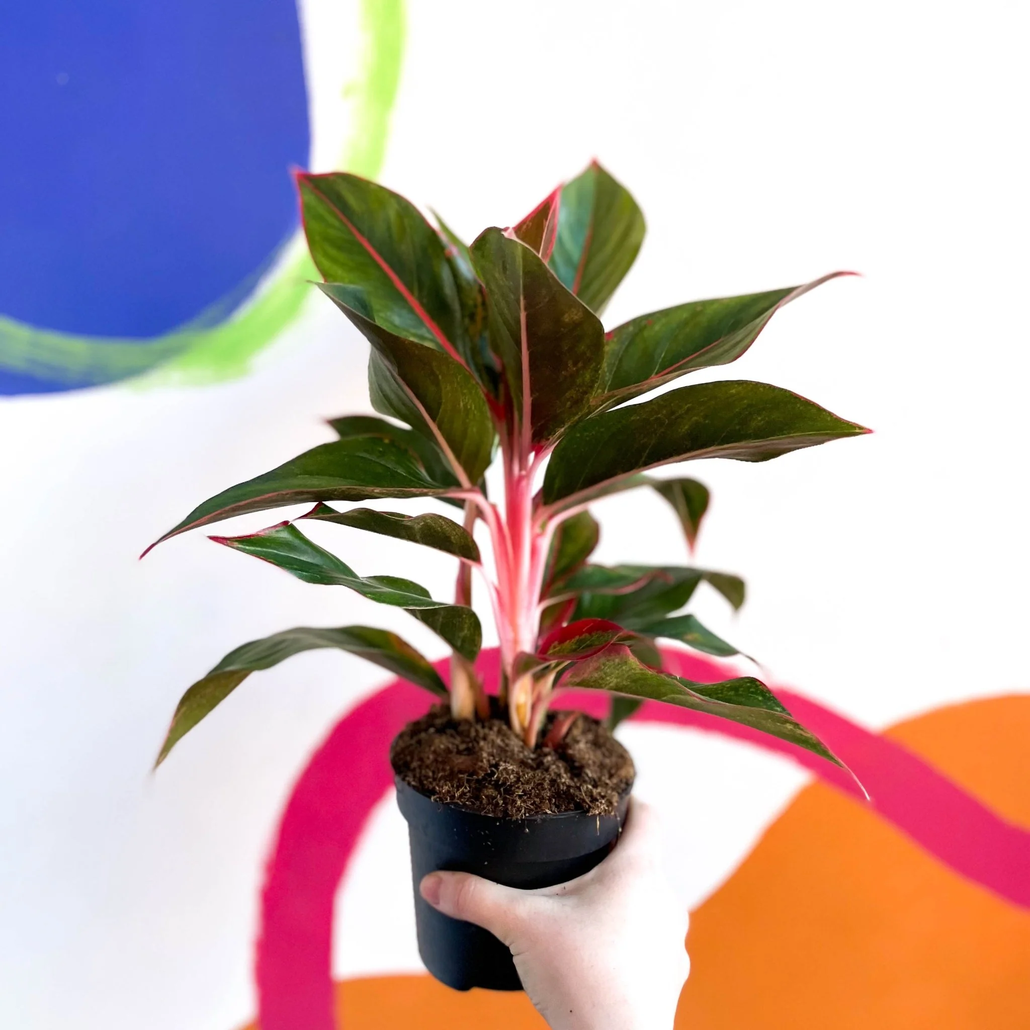 Aglaonema ‘Crete' - Chinese Evergreen - Image 4