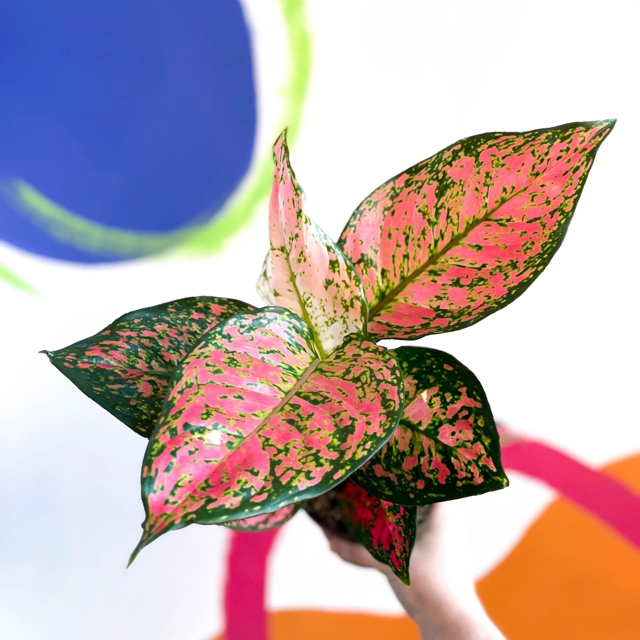 Aglaonema ‘Lady Valentine’ - Chinese Evergreen