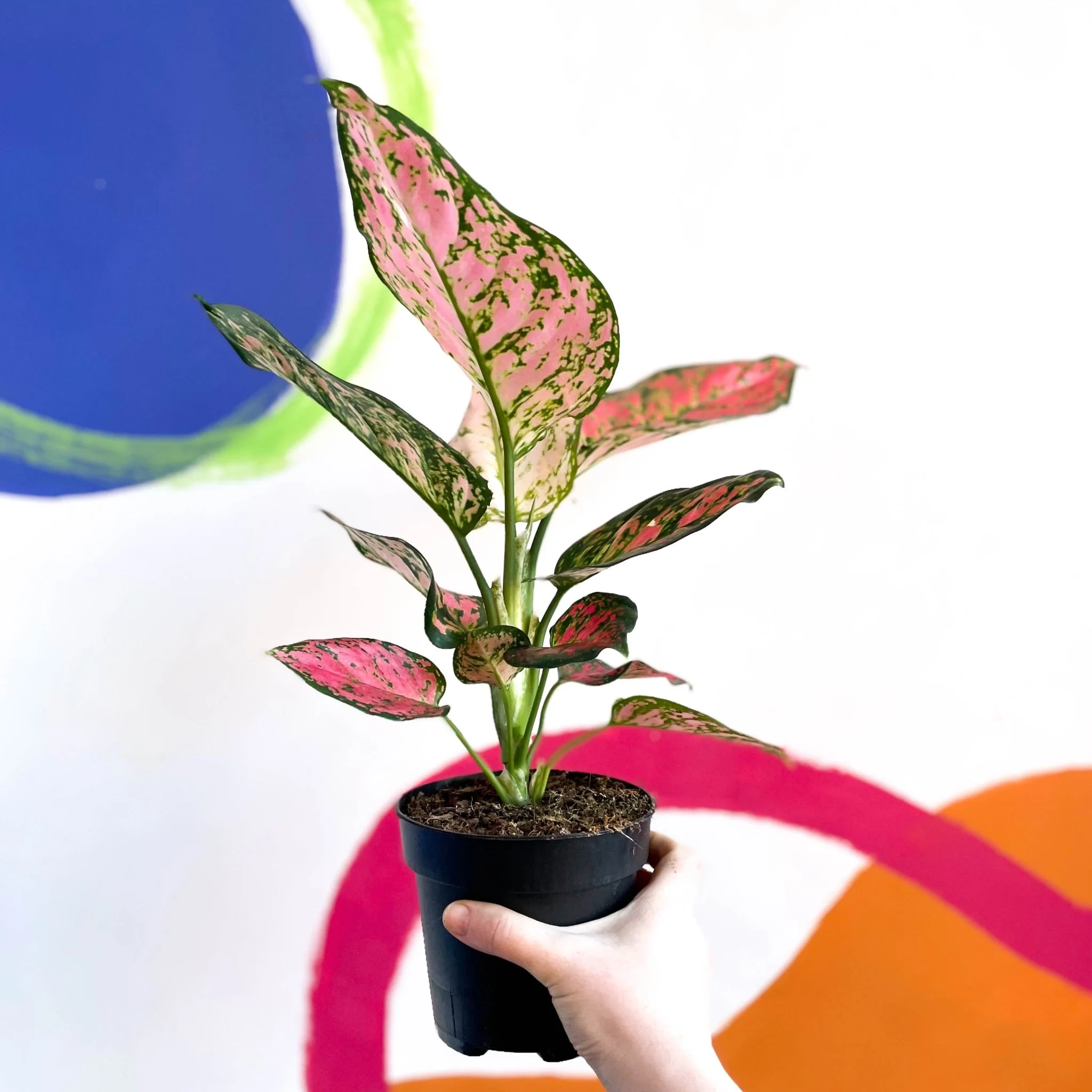 Aglaonema ‘Lady Valentine’ - Chinese Evergreen - Image 3
