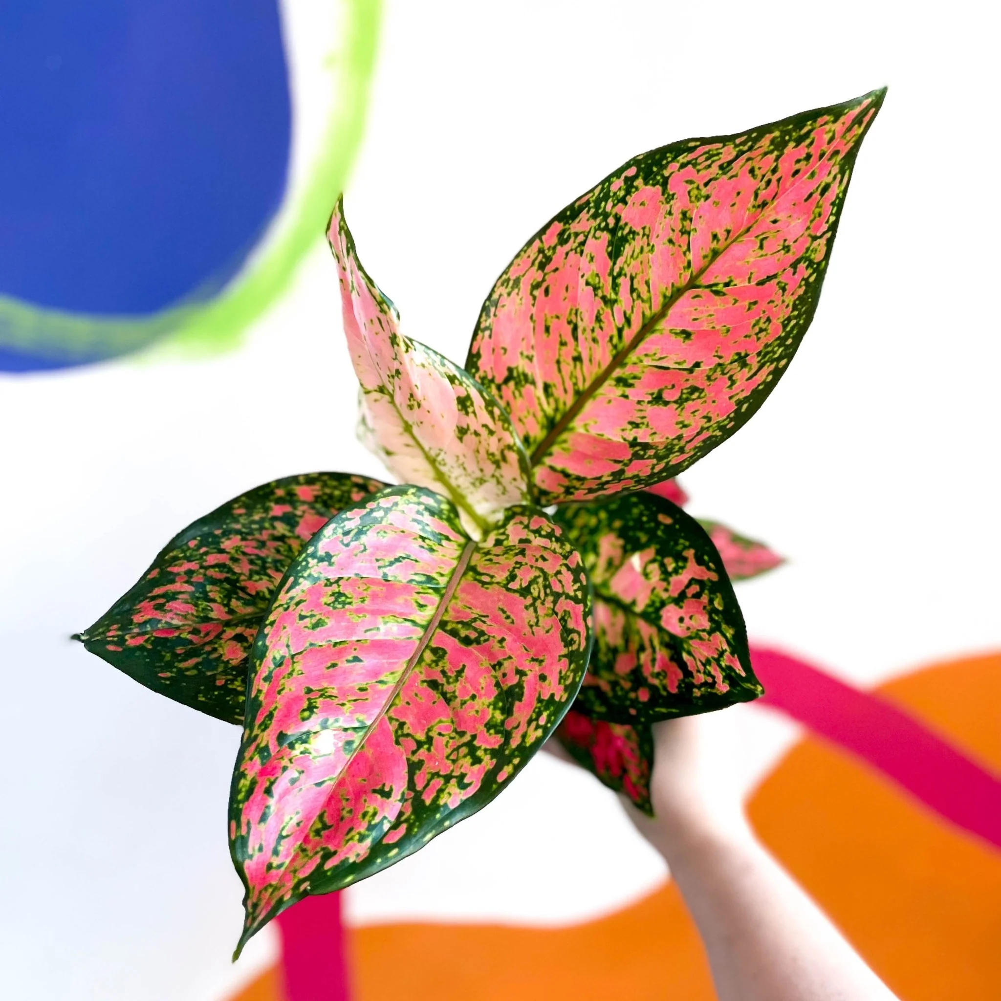 Aglaonema ‘Lady Valentine’ - Chinese Evergreen - Image 4