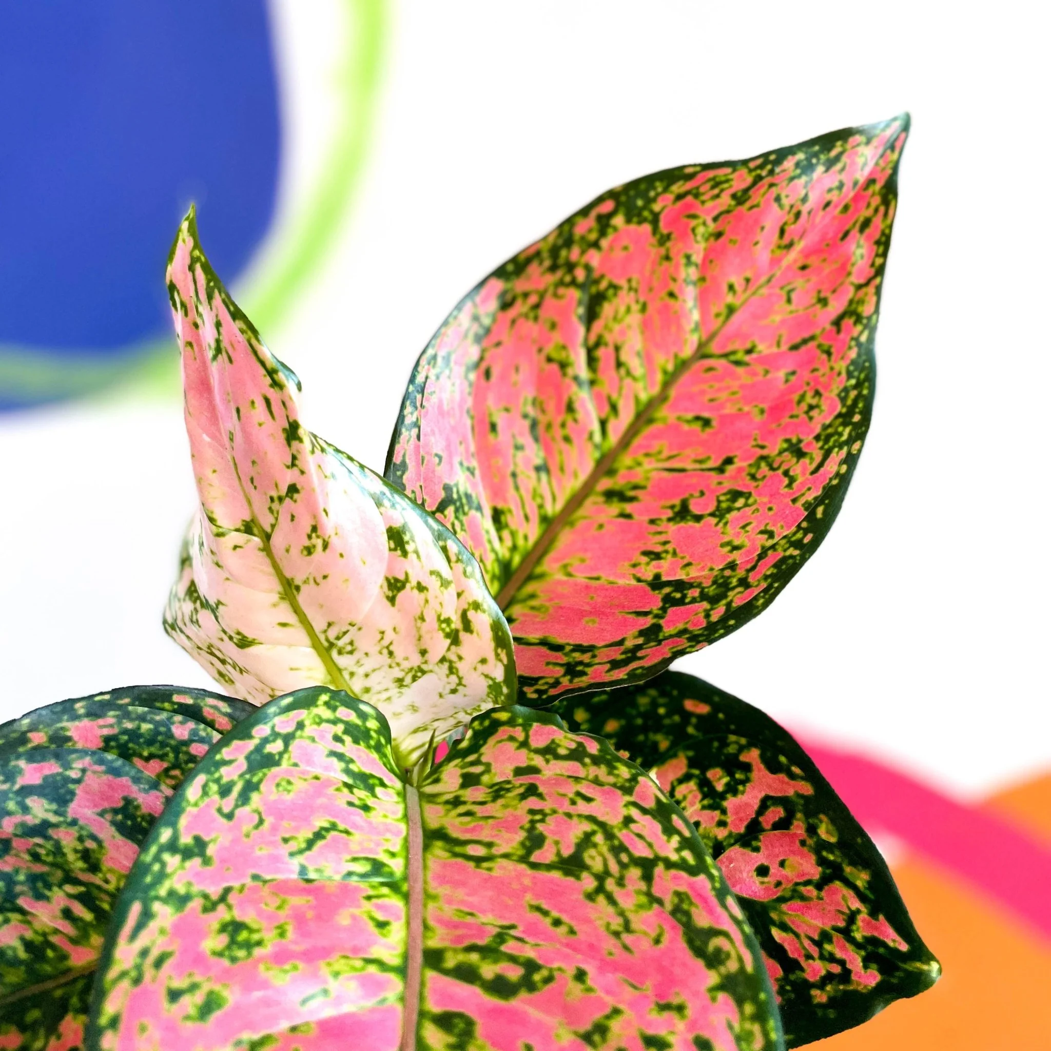 Aglaonema ‘Lady Valentine’ - Chinese Evergreen - Image 5