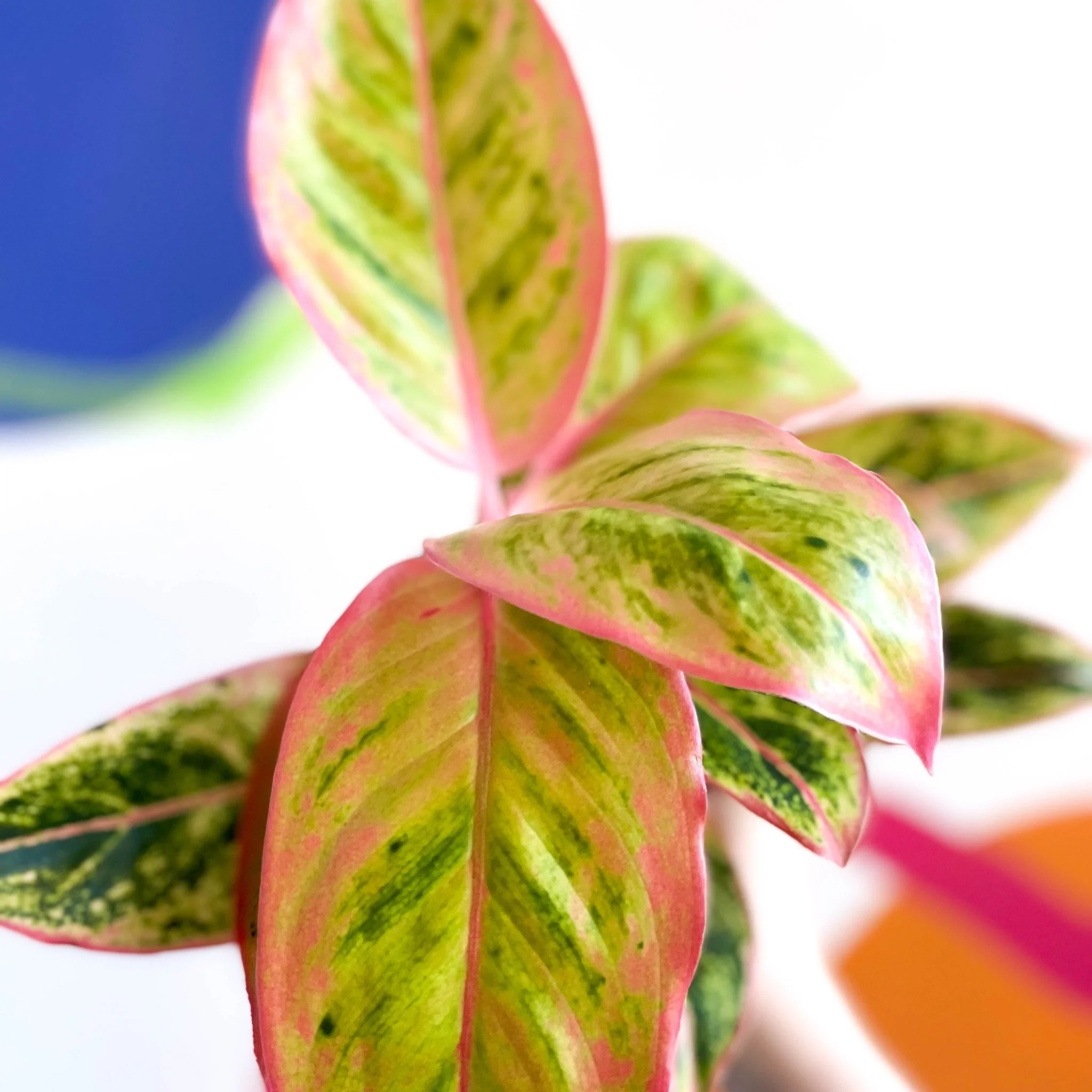 Aglaonema ‘Light Pink Star' - Chinese Evergreen - Image 2