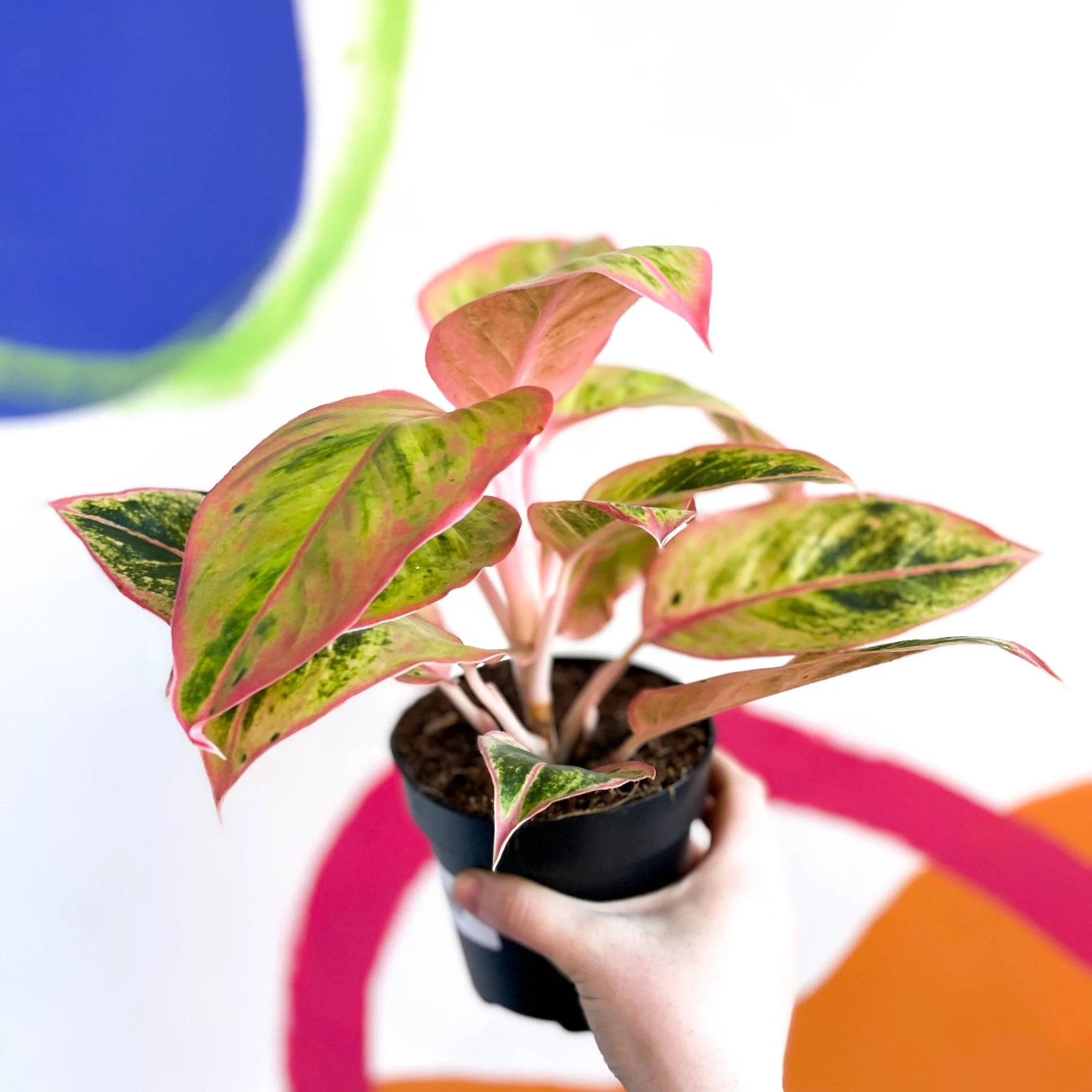 Aglaonema ‘Light Pink Star' - Chinese Evergreen - Image 3