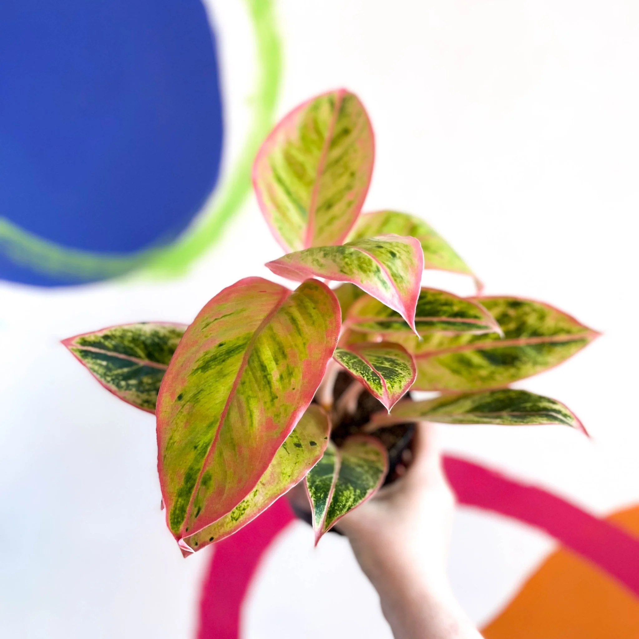 Aglaonema ‘Light Pink Star' - Chinese Evergreen - Image 4