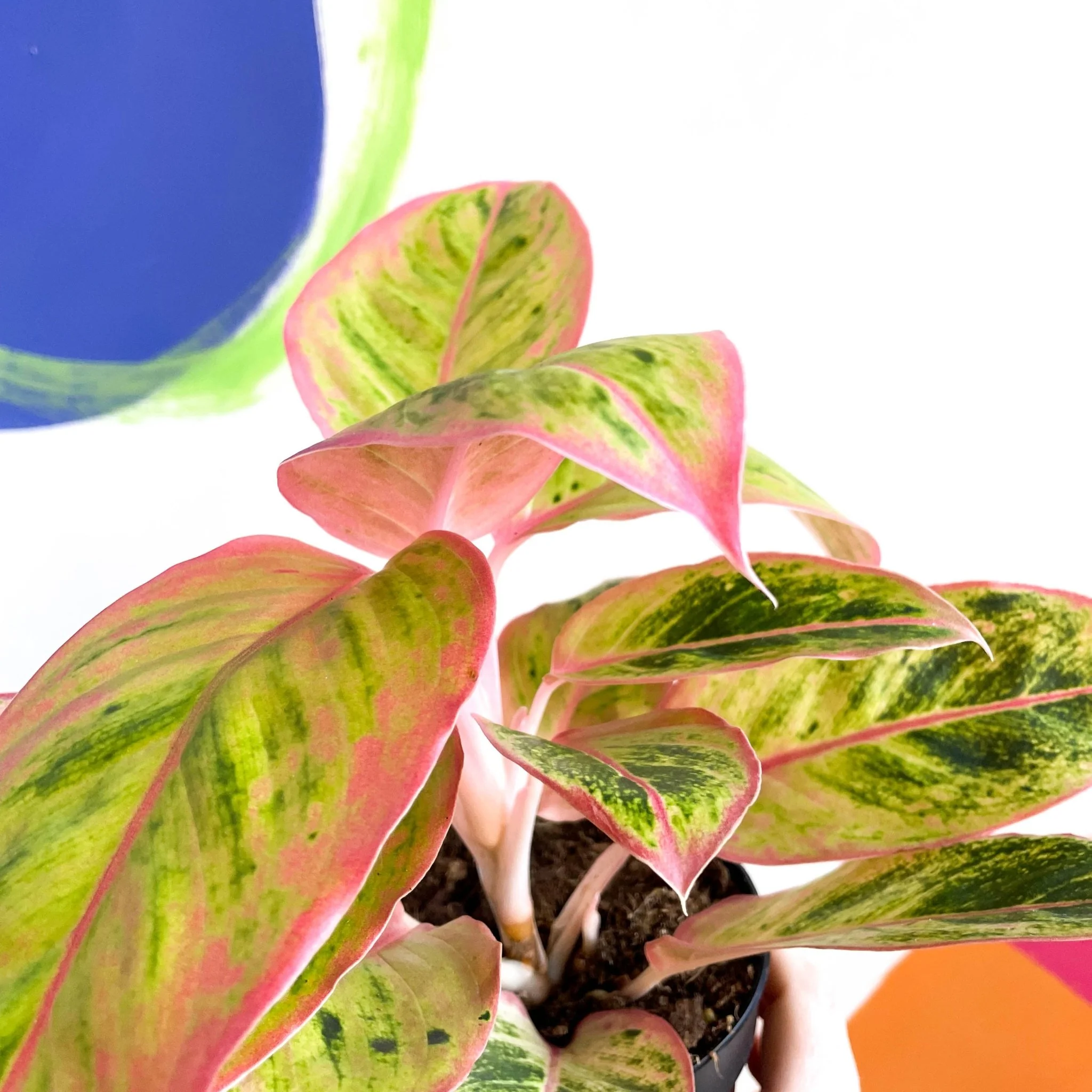 Aglaonema ‘Light Pink Star' - Chinese Evergreen - Image 5