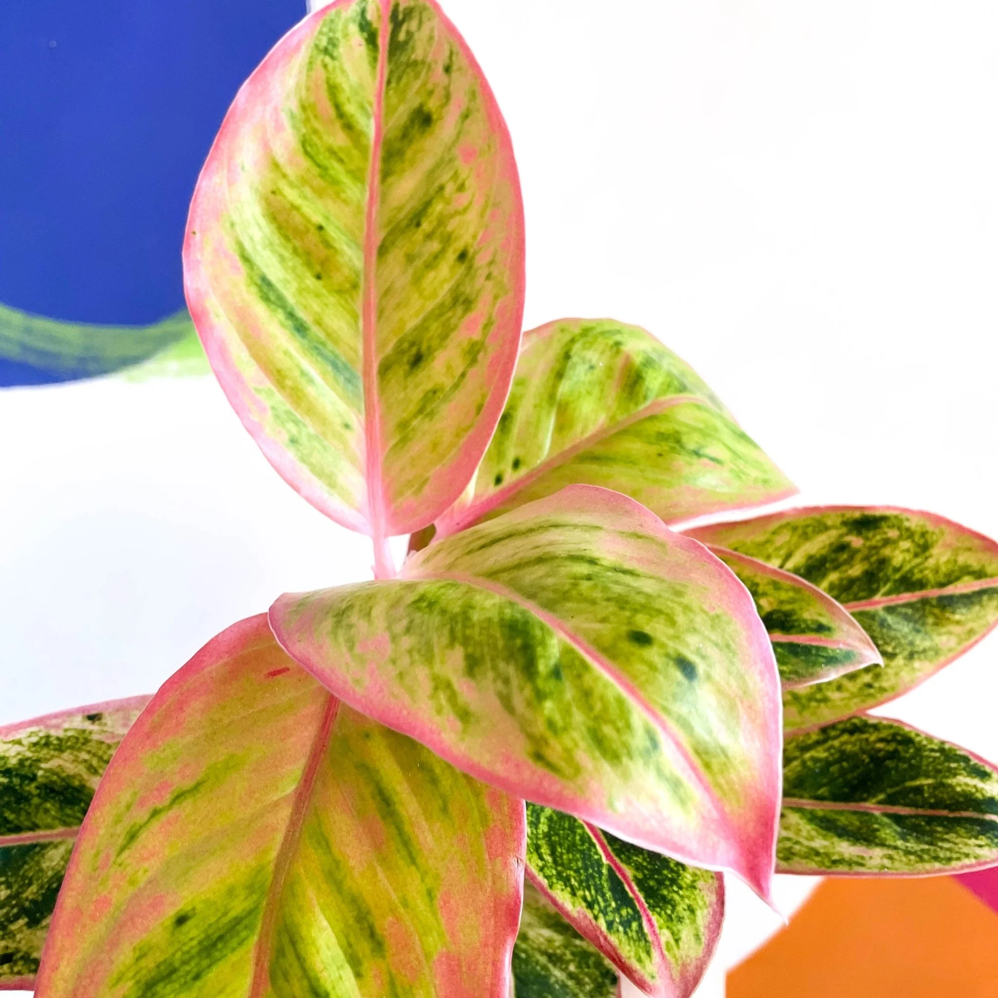 Aglaonema ‘Light Pink Star' - Chinese Evergreen - Image 6
