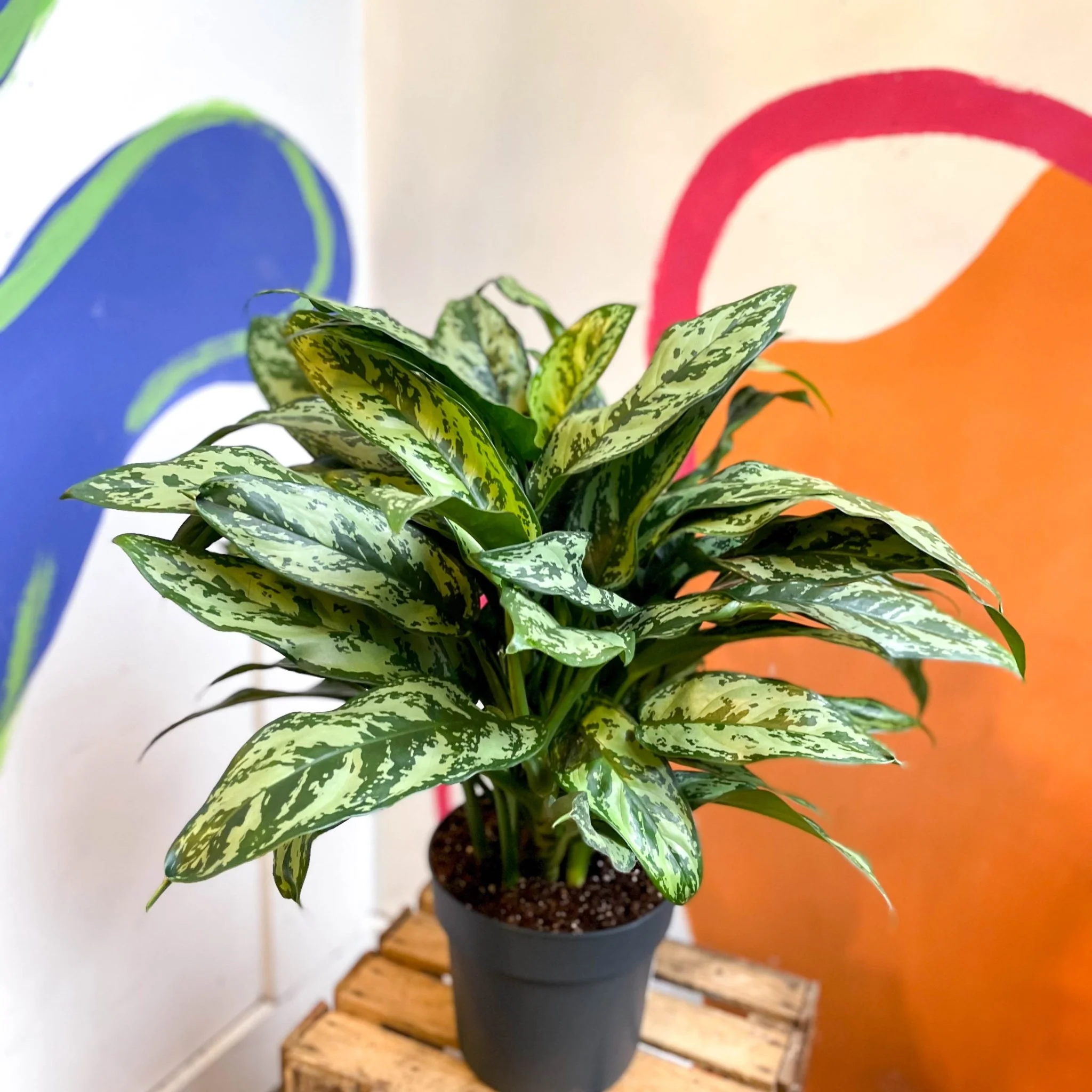 Aglaonema commutatum ‘Maria' - Chinese Evergreen - Image 11