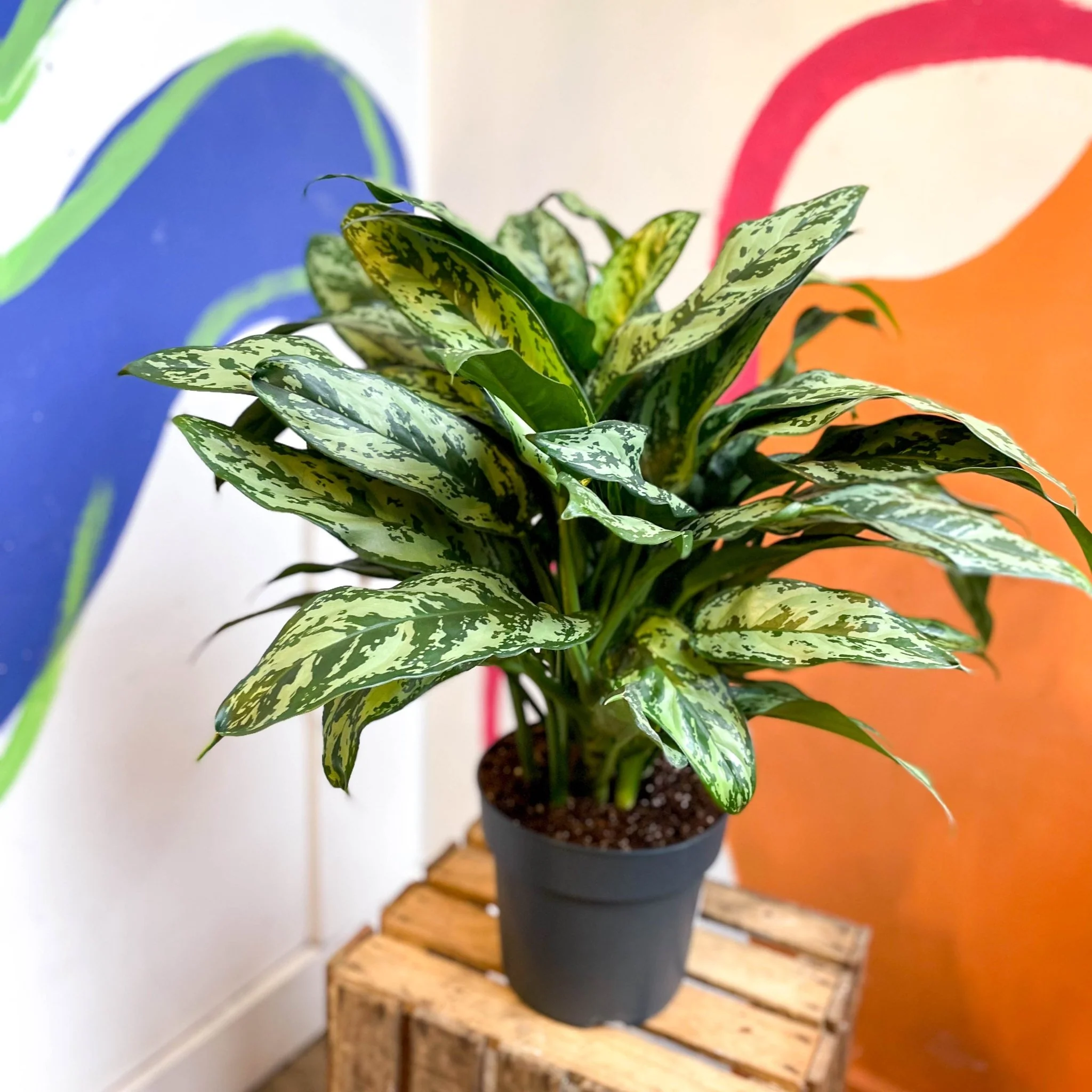 Aglaonema commutatum ‘Maria' - Chinese Evergreen - Image 12
