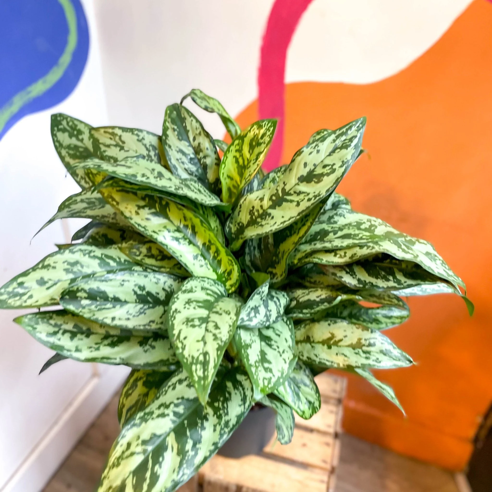 Aglaonema commutatum ‘Maria' - Chinese Evergreen - Image 13