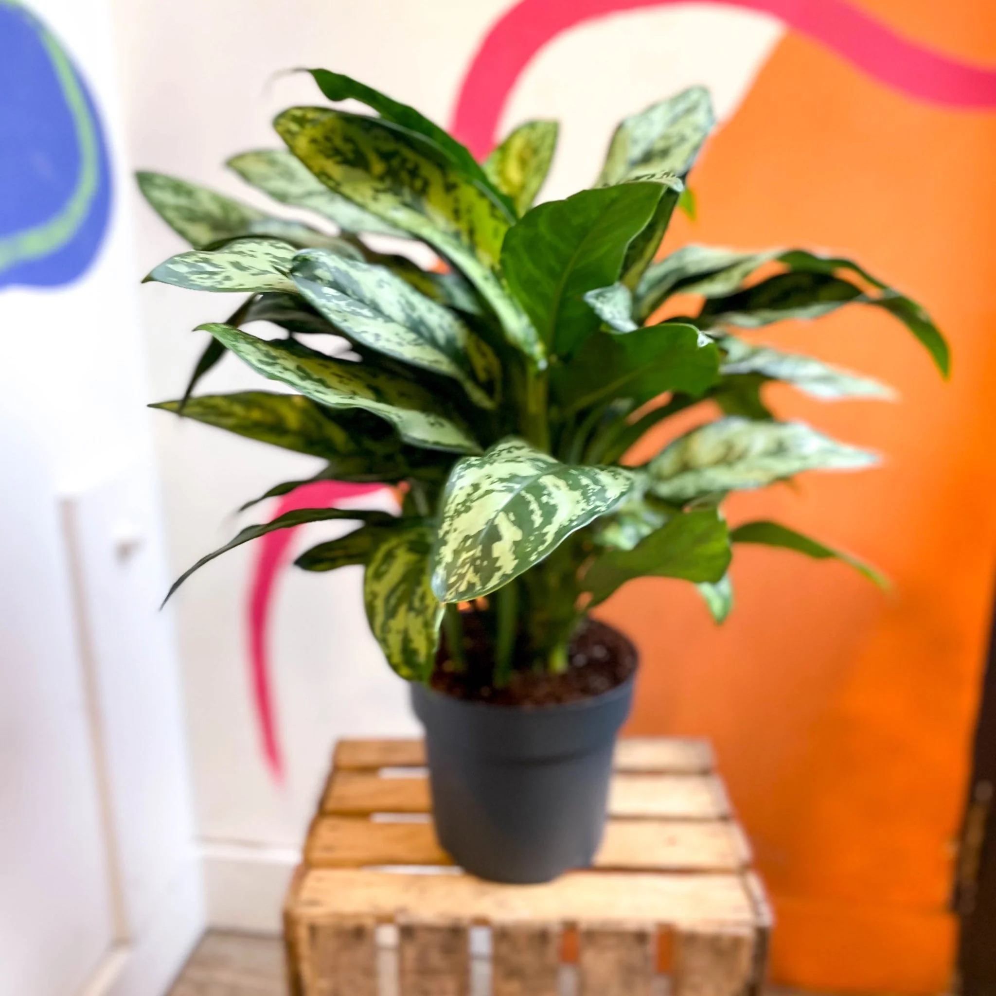 Aglaonema commutatum ‘Maria' - Chinese Evergreen - Image 15