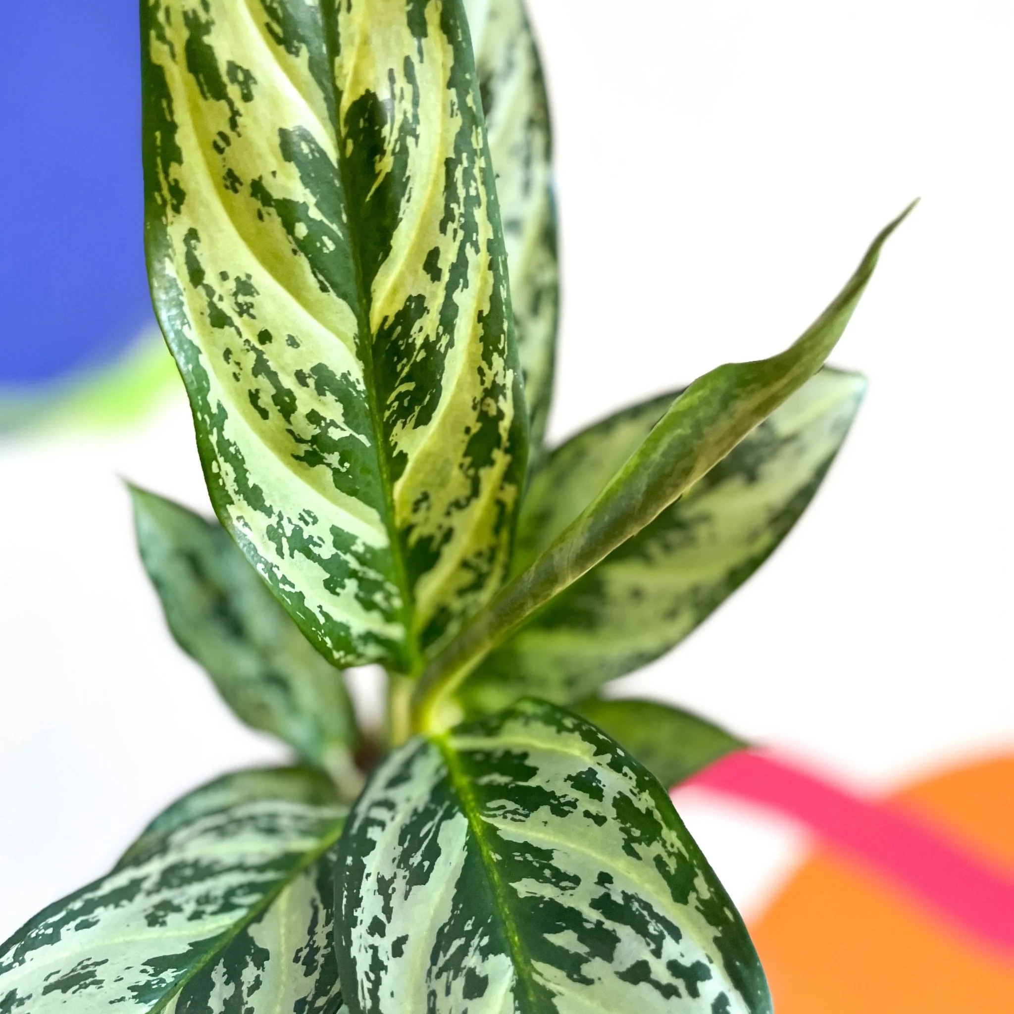 Aglaonema commutatum ‘Maria' - Chinese Evergreen - Image 6