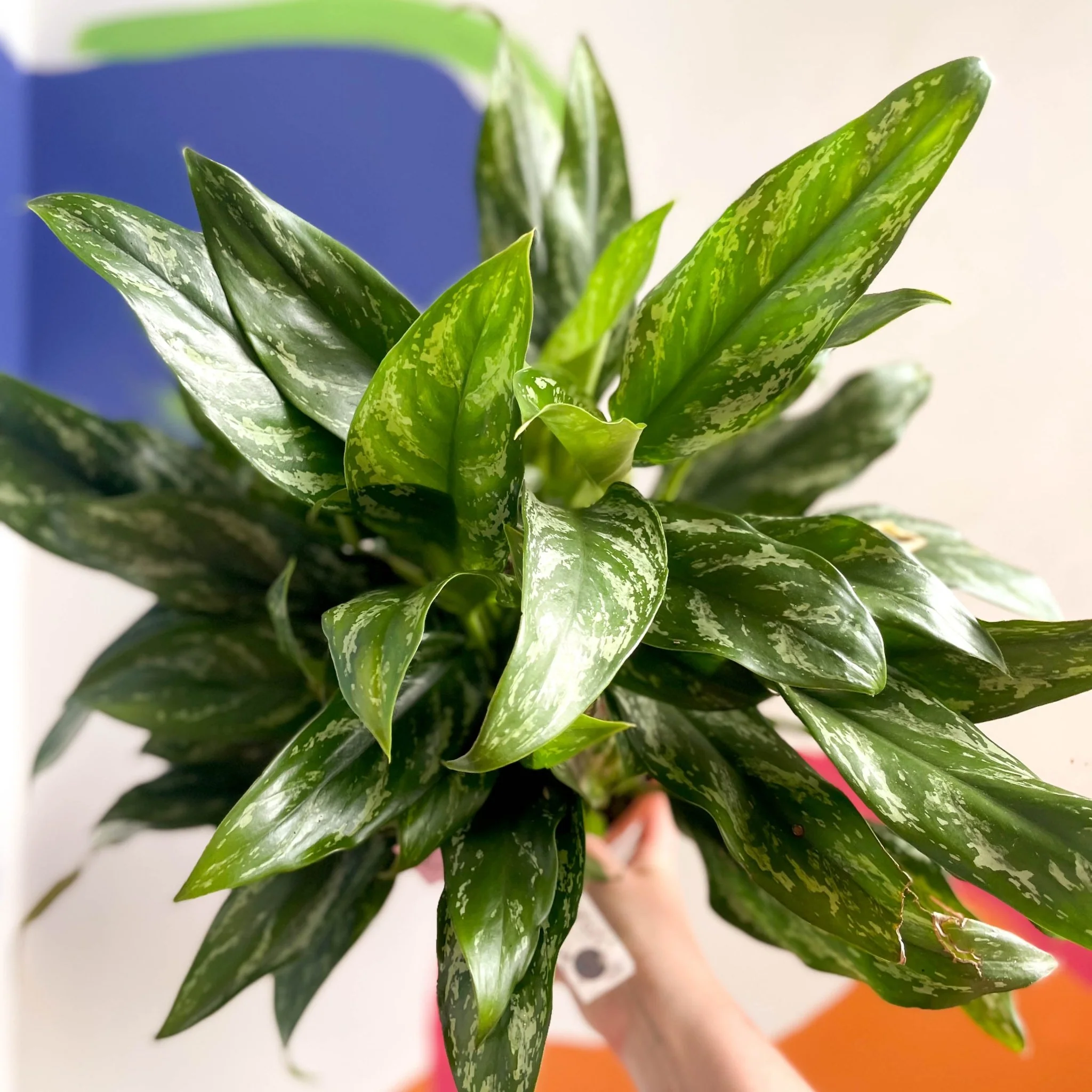 Aglaonema 'Maria' - Chinese Evergreen - British Grown