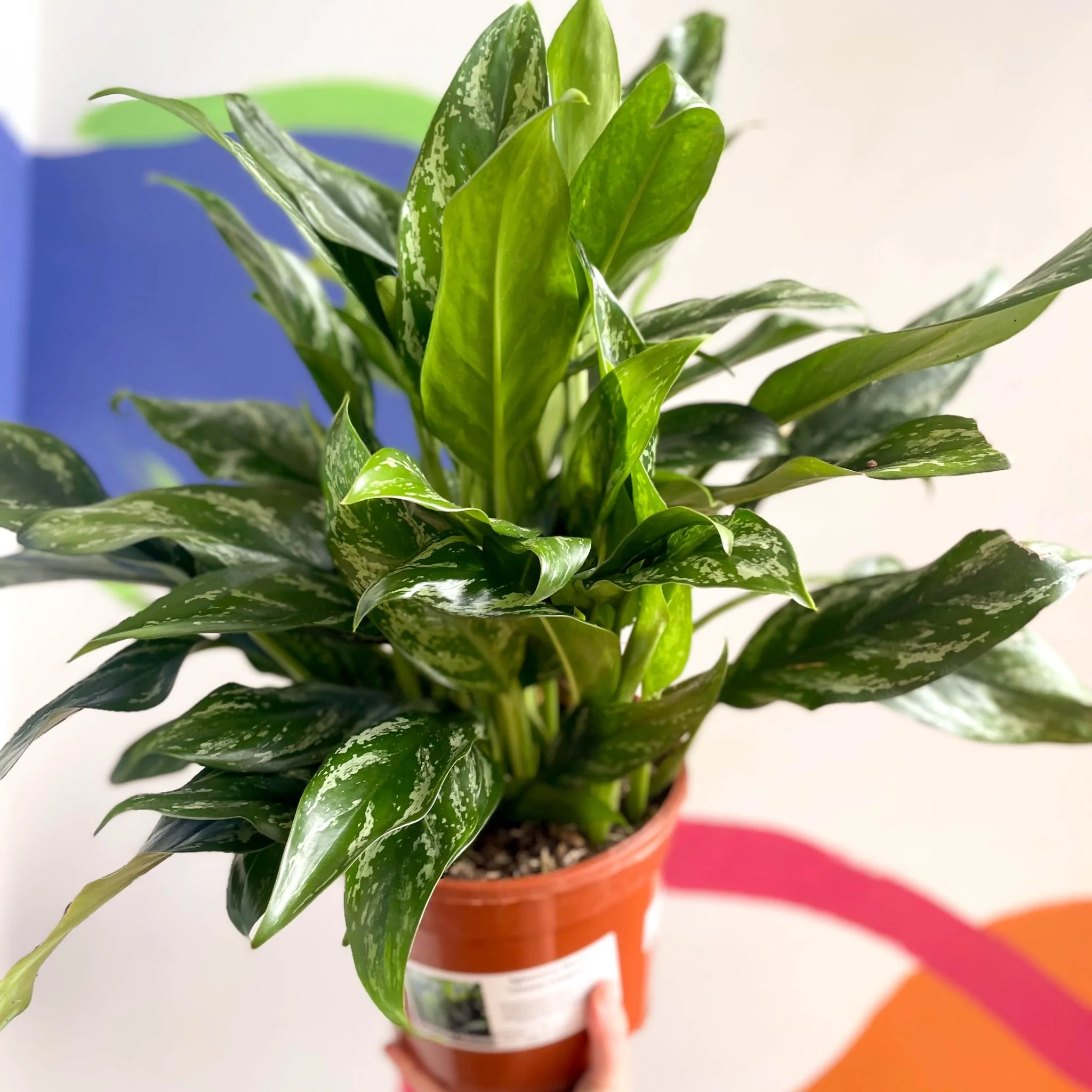 Aglaonema 'Maria' - Chinese Evergreen - British Grown - Image 2