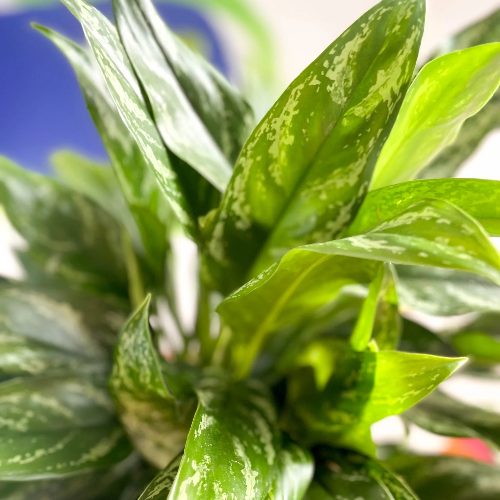 Aglaonema 'Maria' - Chinese Evergreen - British Grown - Image 3