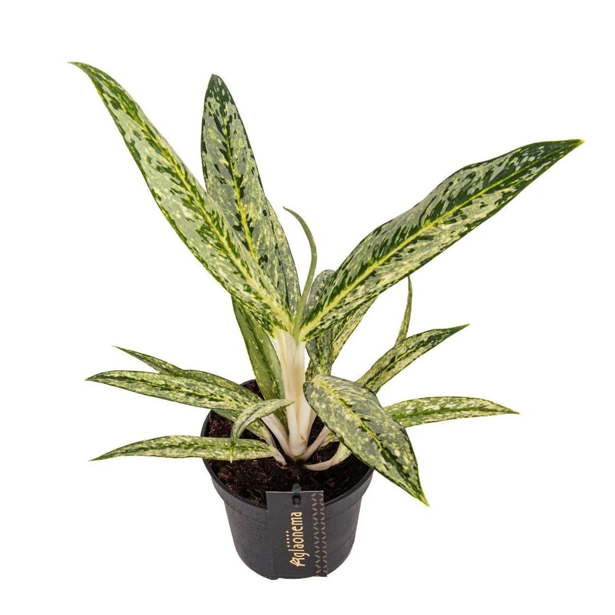 Aglaonema ‘Matcha Lemon' - Chinese Evergreen