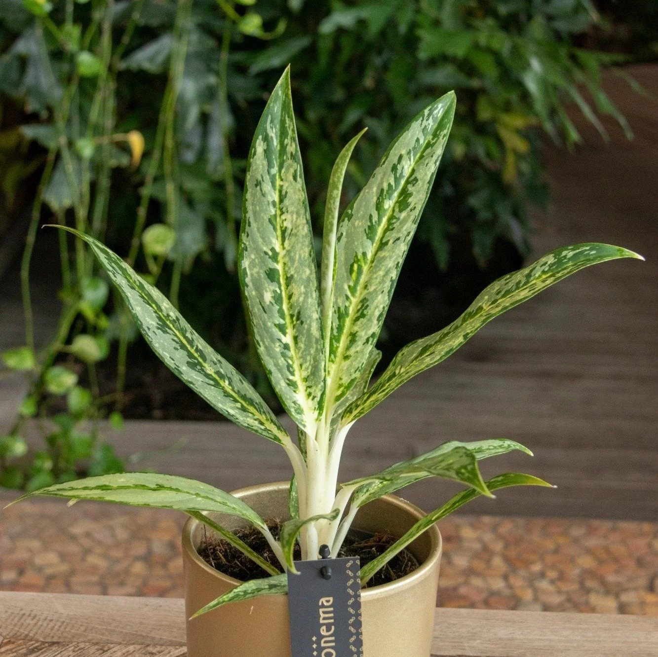 Aglaonema ‘Matcha Lemon' - Chinese Evergreen - Image 2