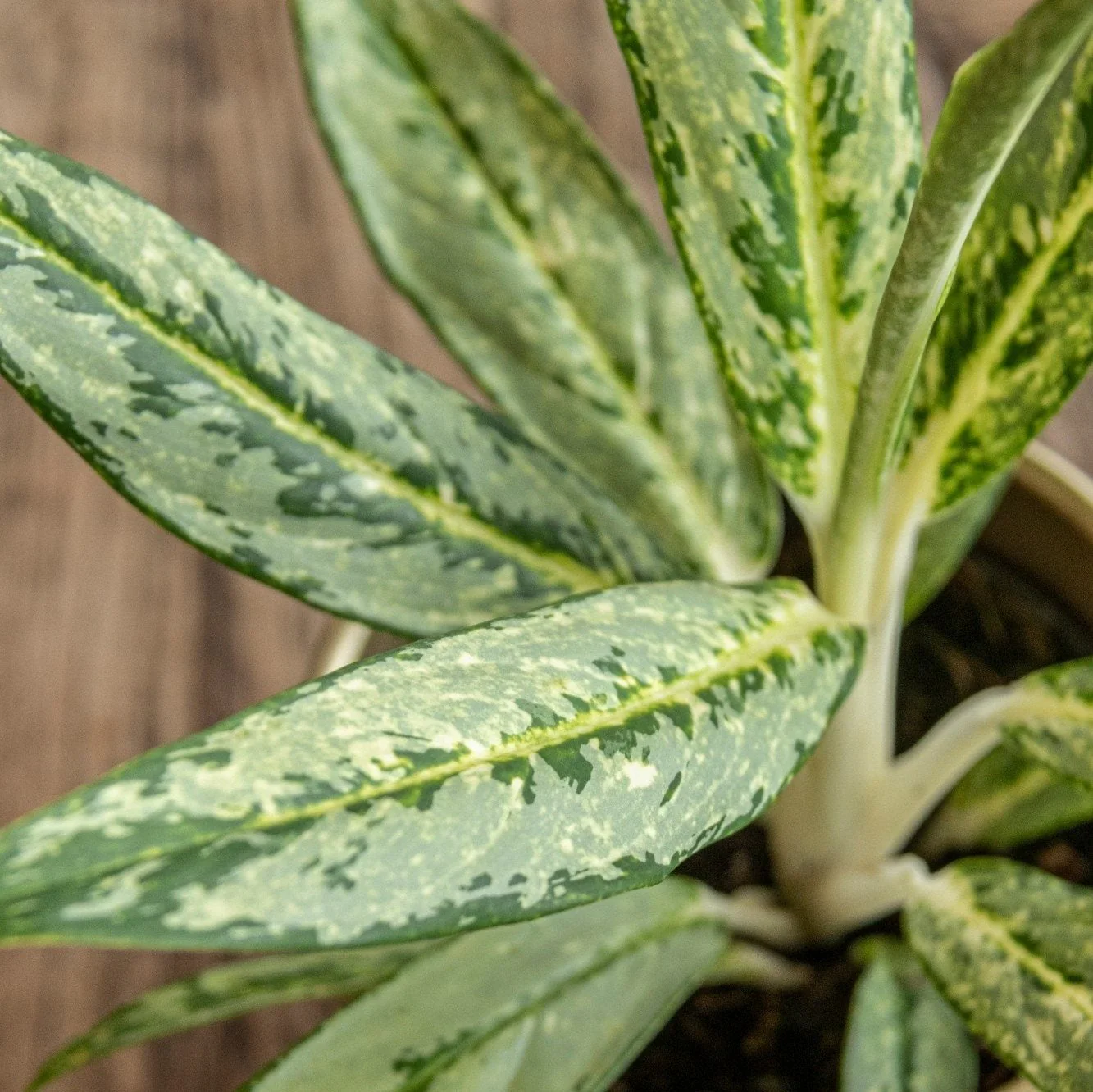 Aglaonema ‘Matcha Lemon' - Chinese Evergreen - Image 3