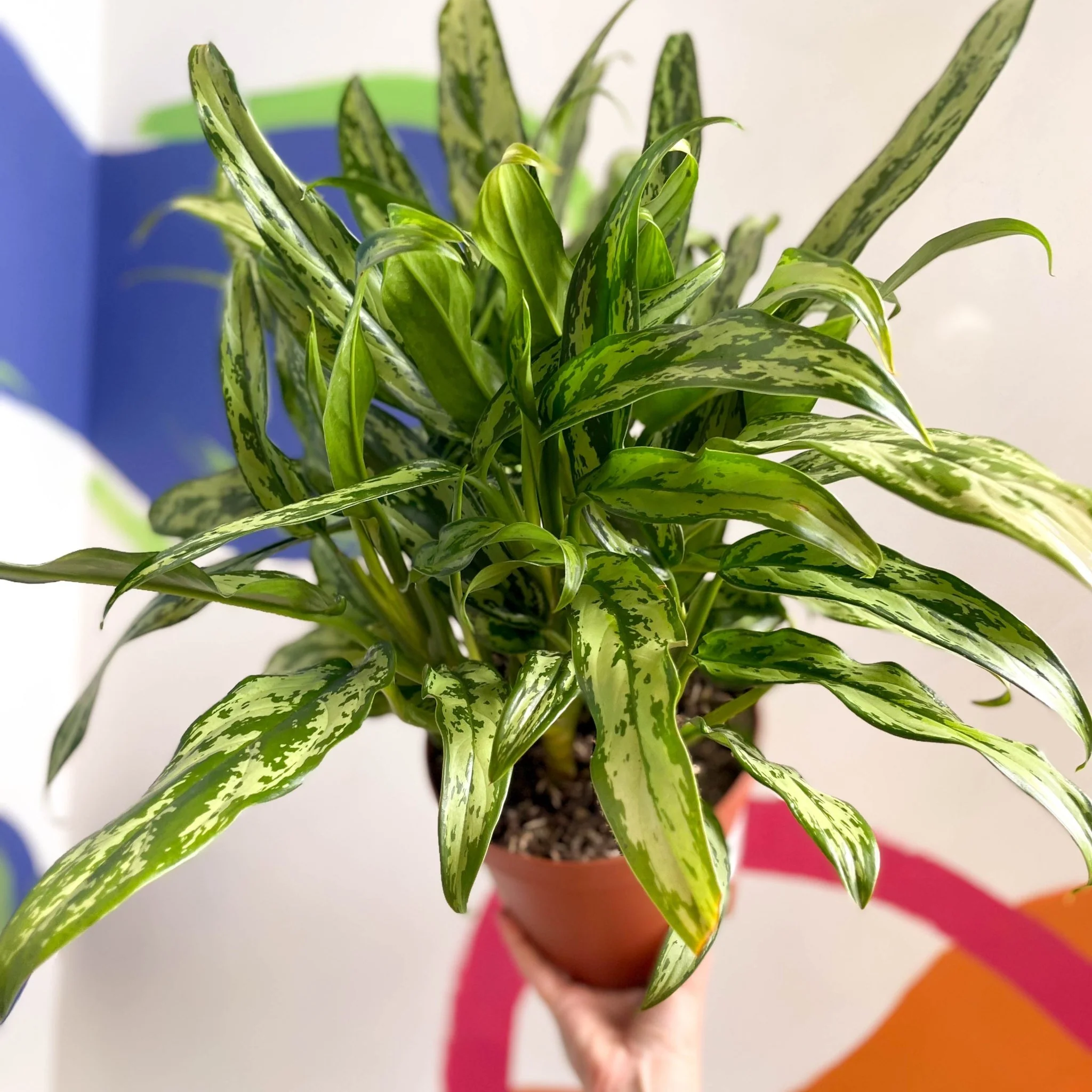 Aglaonema 'Pincel' - Chinese Evergreen - British Grown
