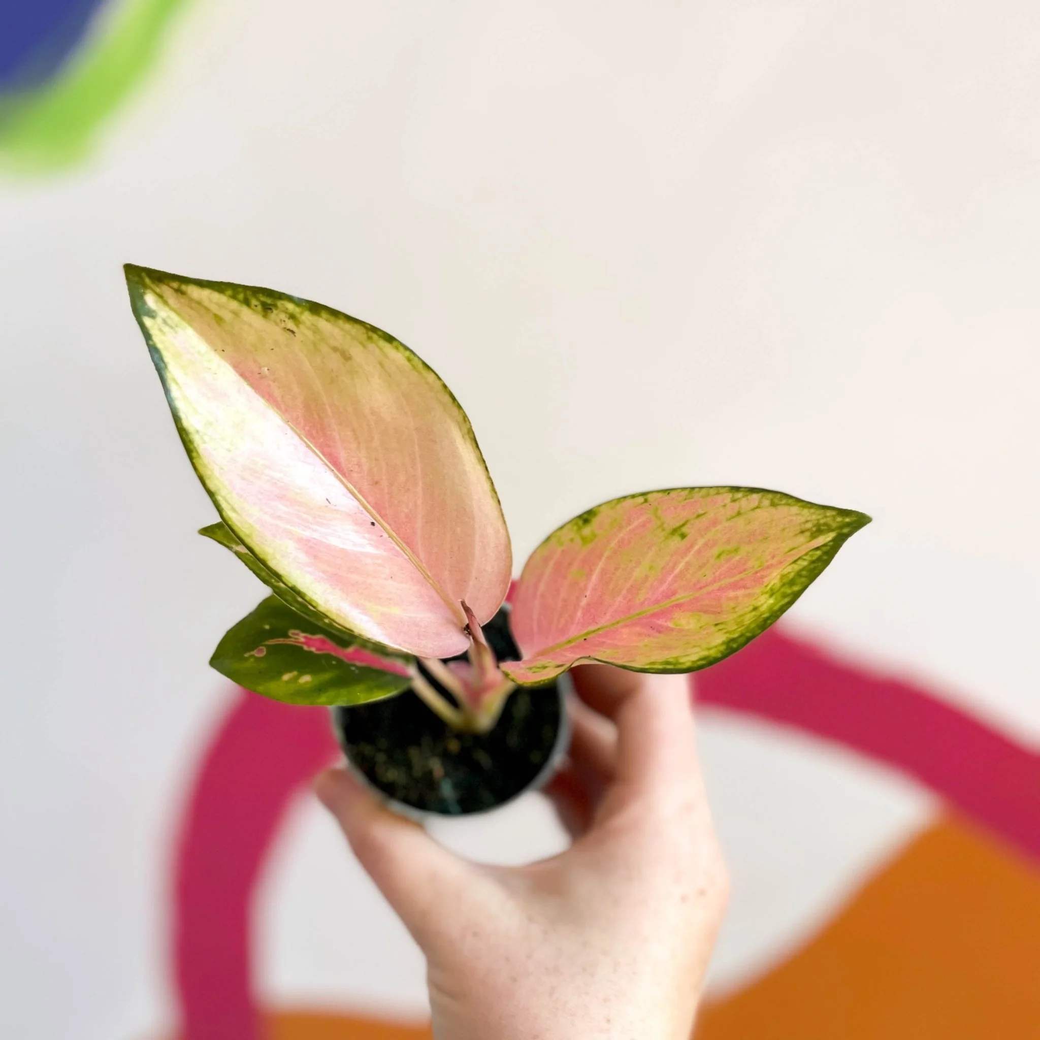 Aglaonema 'Red Dragon' - Chinese Evergreen