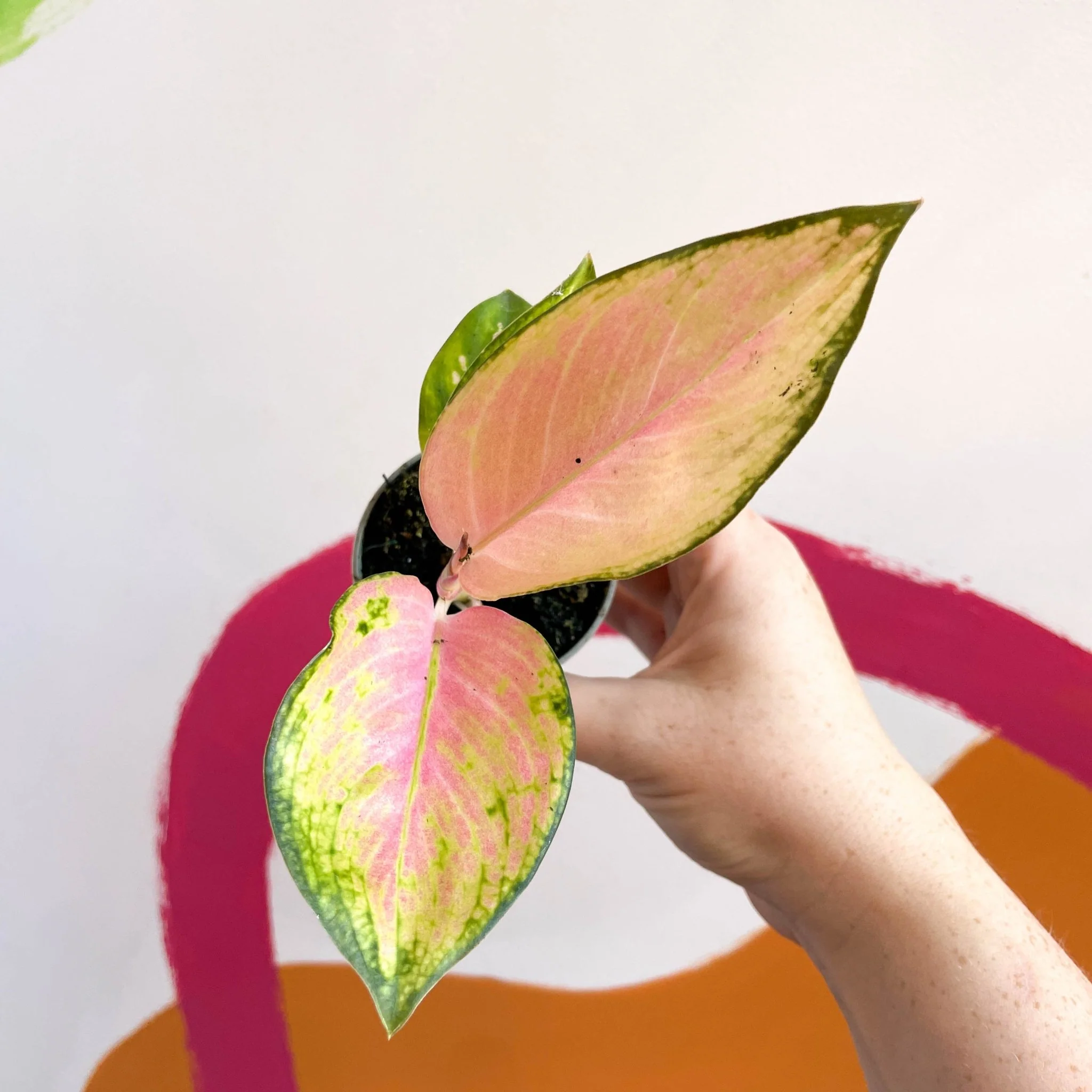 Aglaonema 'Red Dragon' - Chinese Evergreen - Image 2