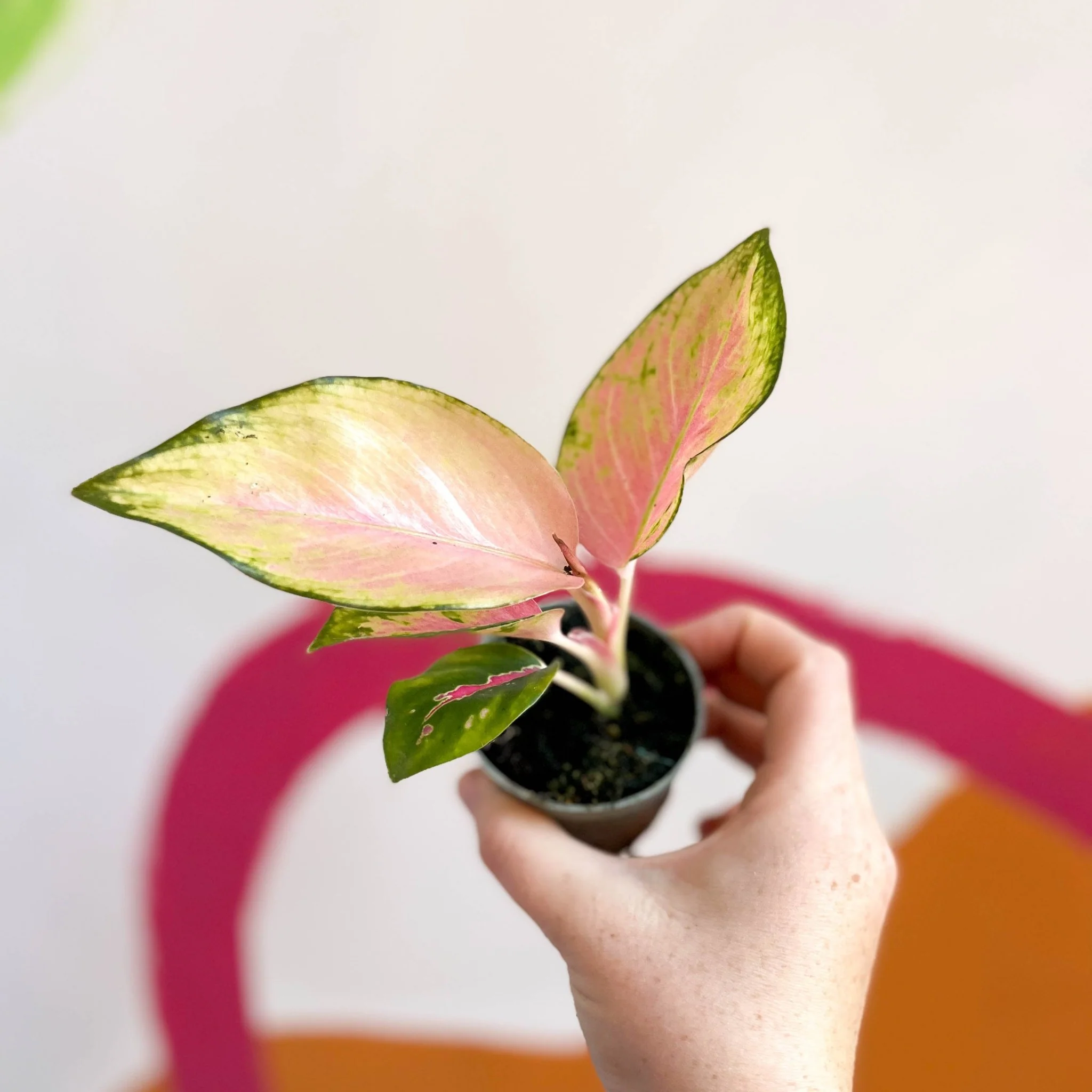 Aglaonema 'Red Dragon' - Chinese Evergreen - Image 3